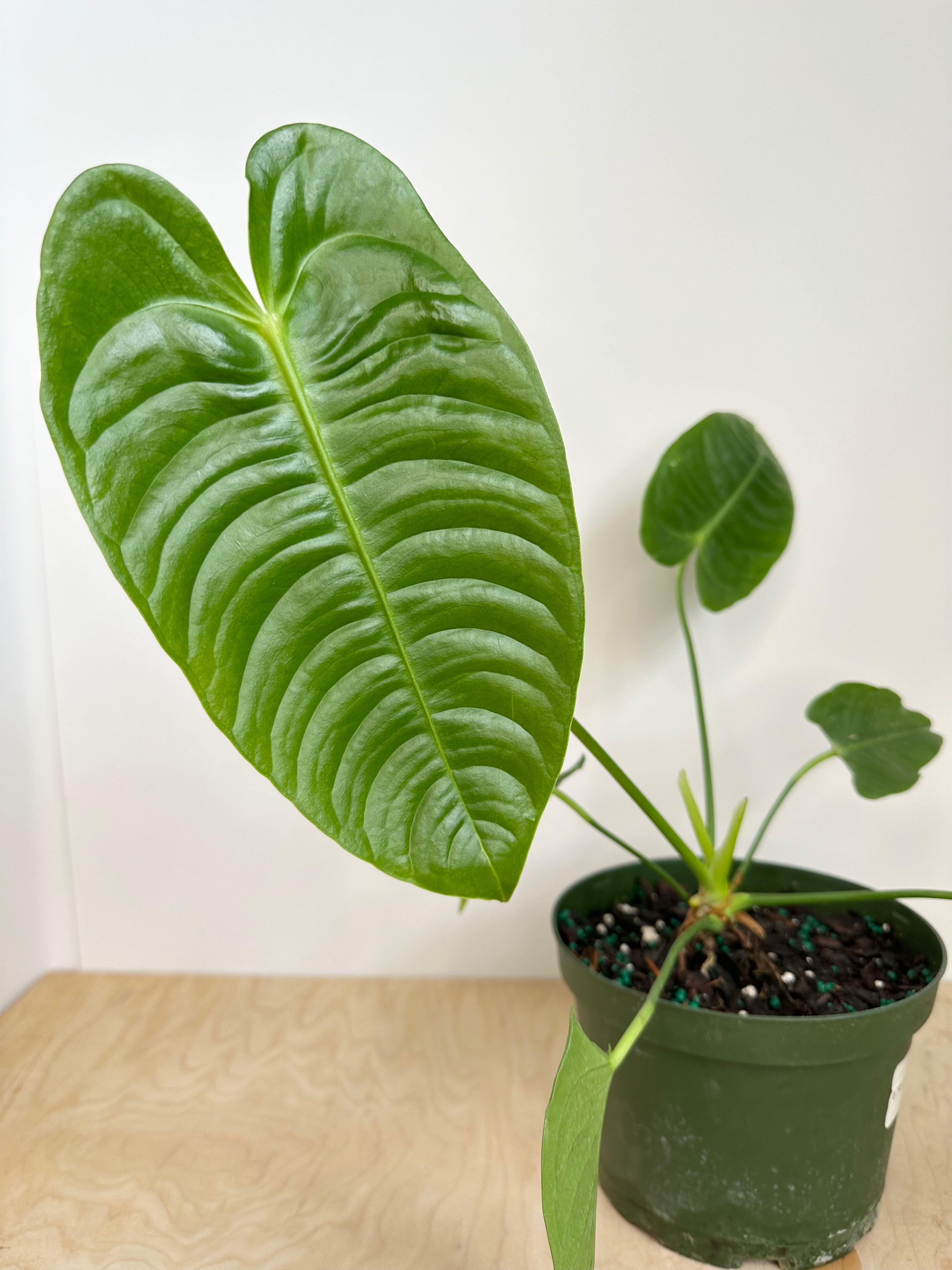 Anthurium Veitchii