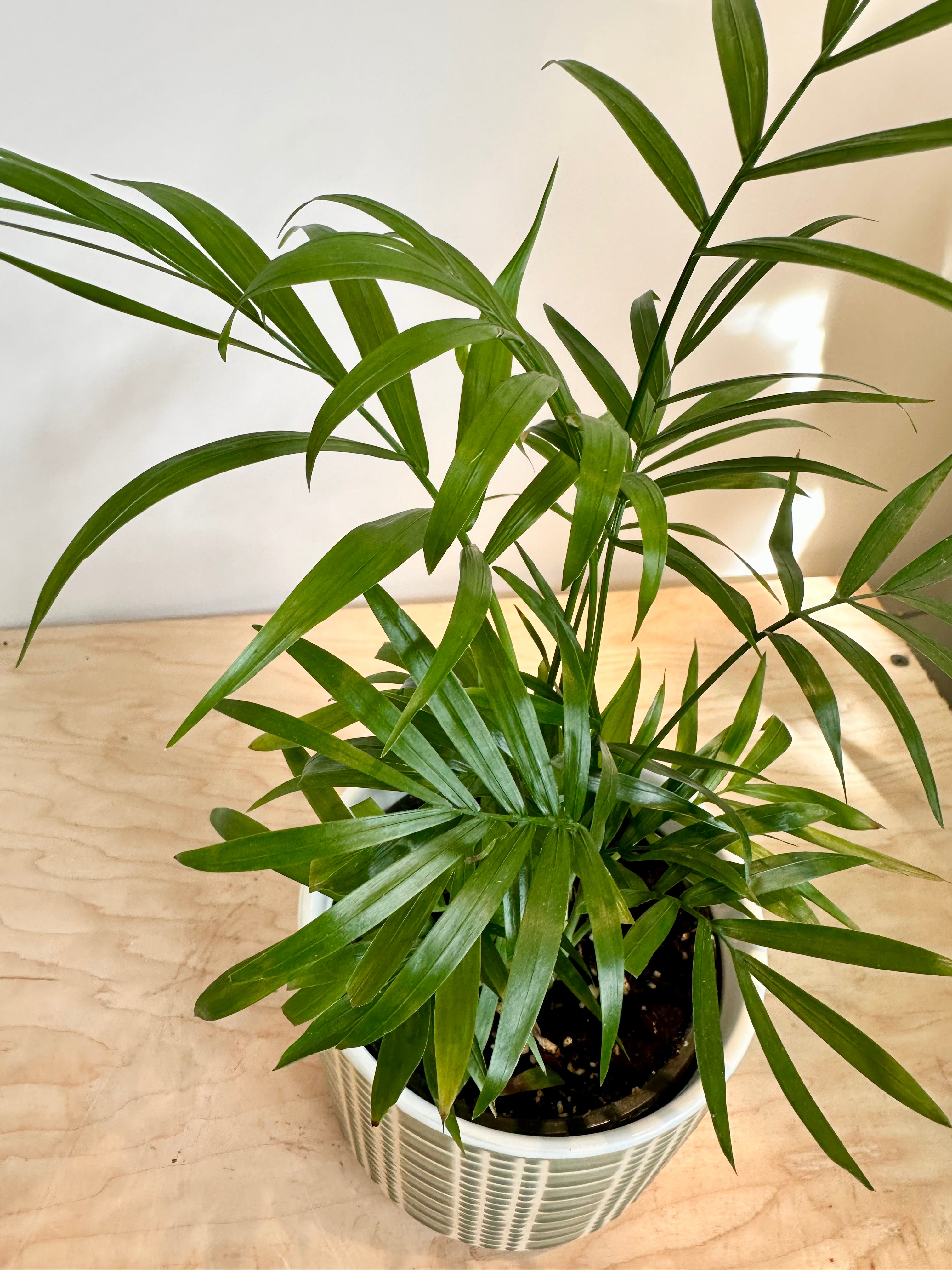 parlor palm 中文 Neanthabella Parlor Palm