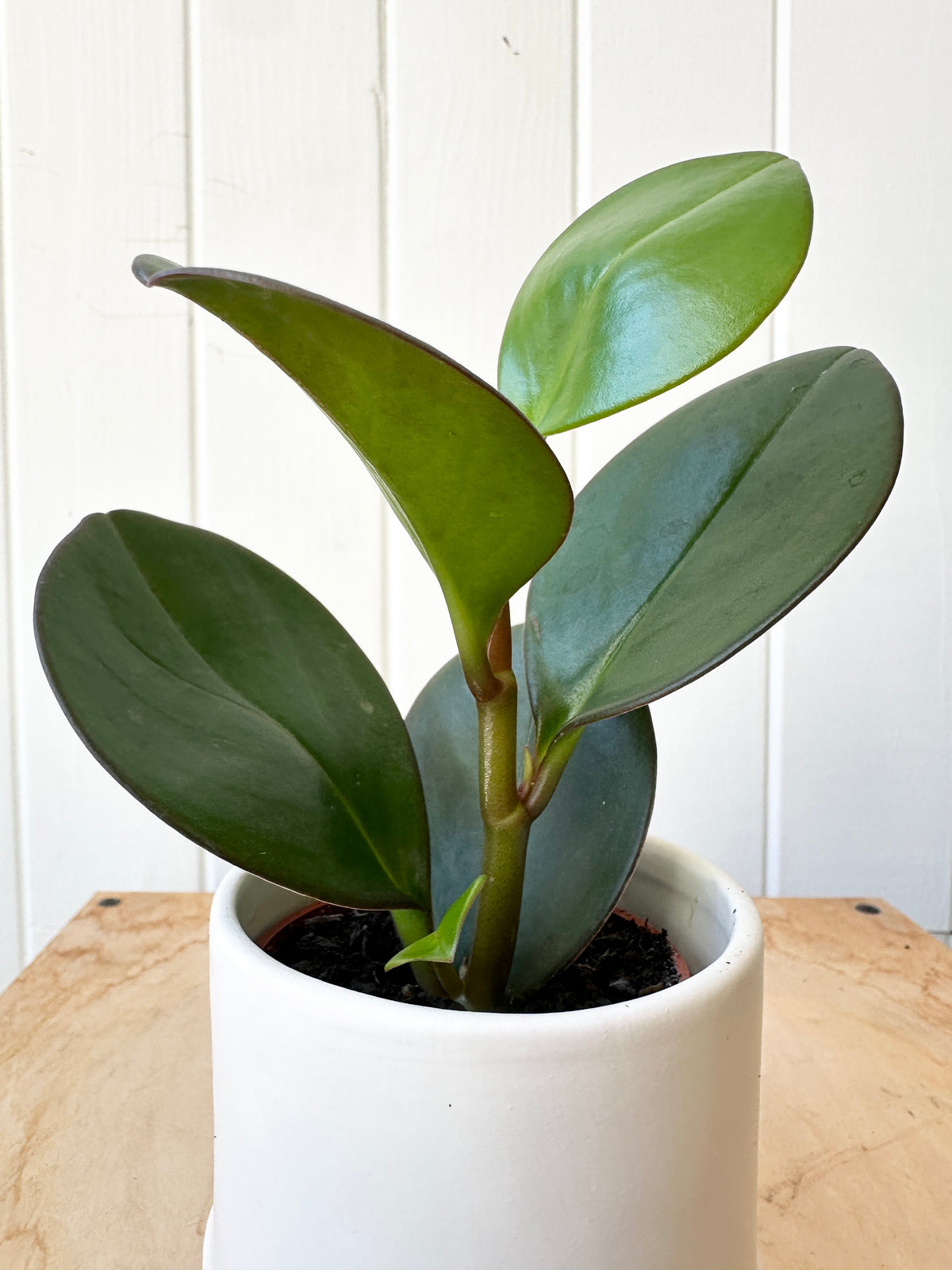 Peperomia 'Obtusifolia Red Edge'