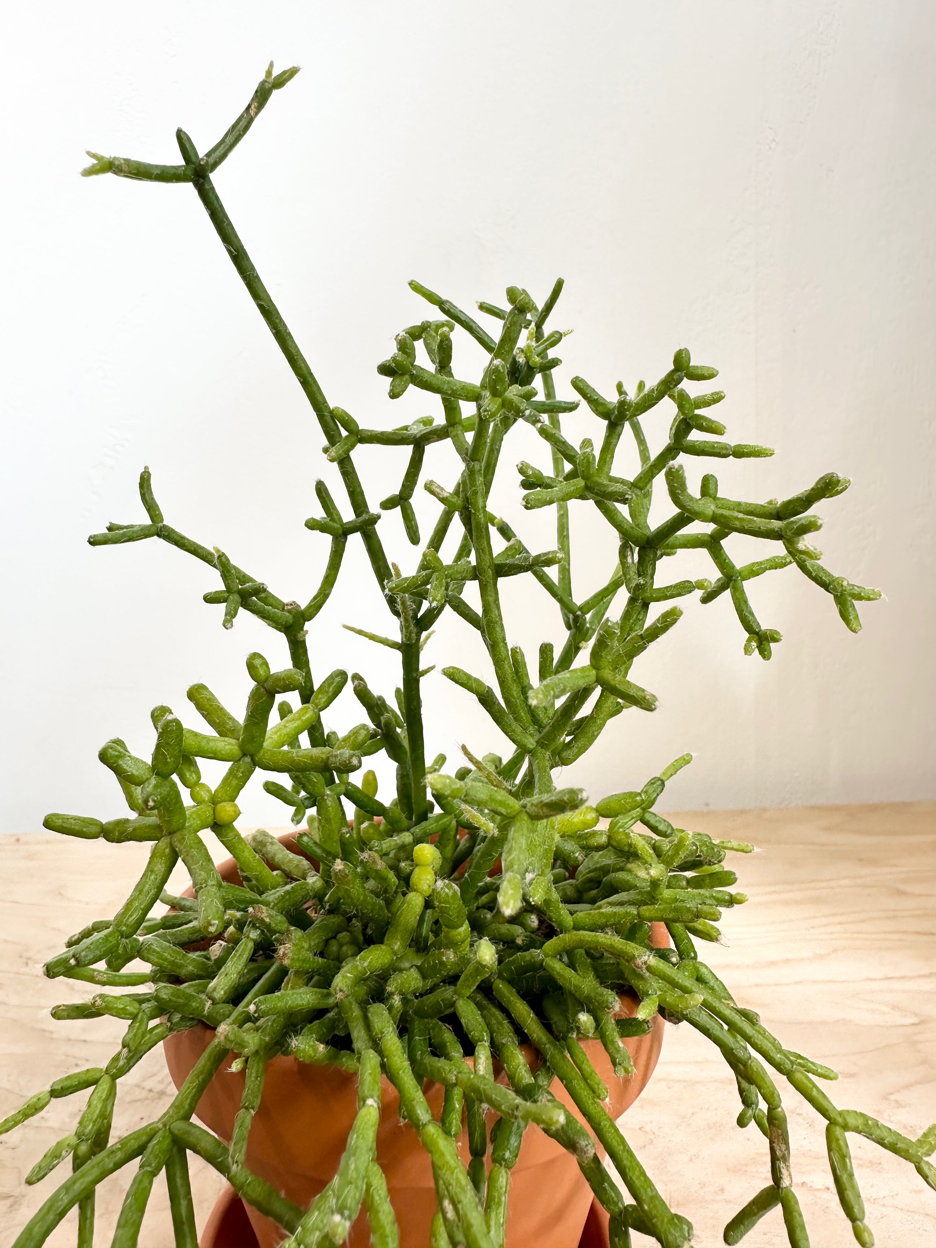 Rhipsalis Hatiora