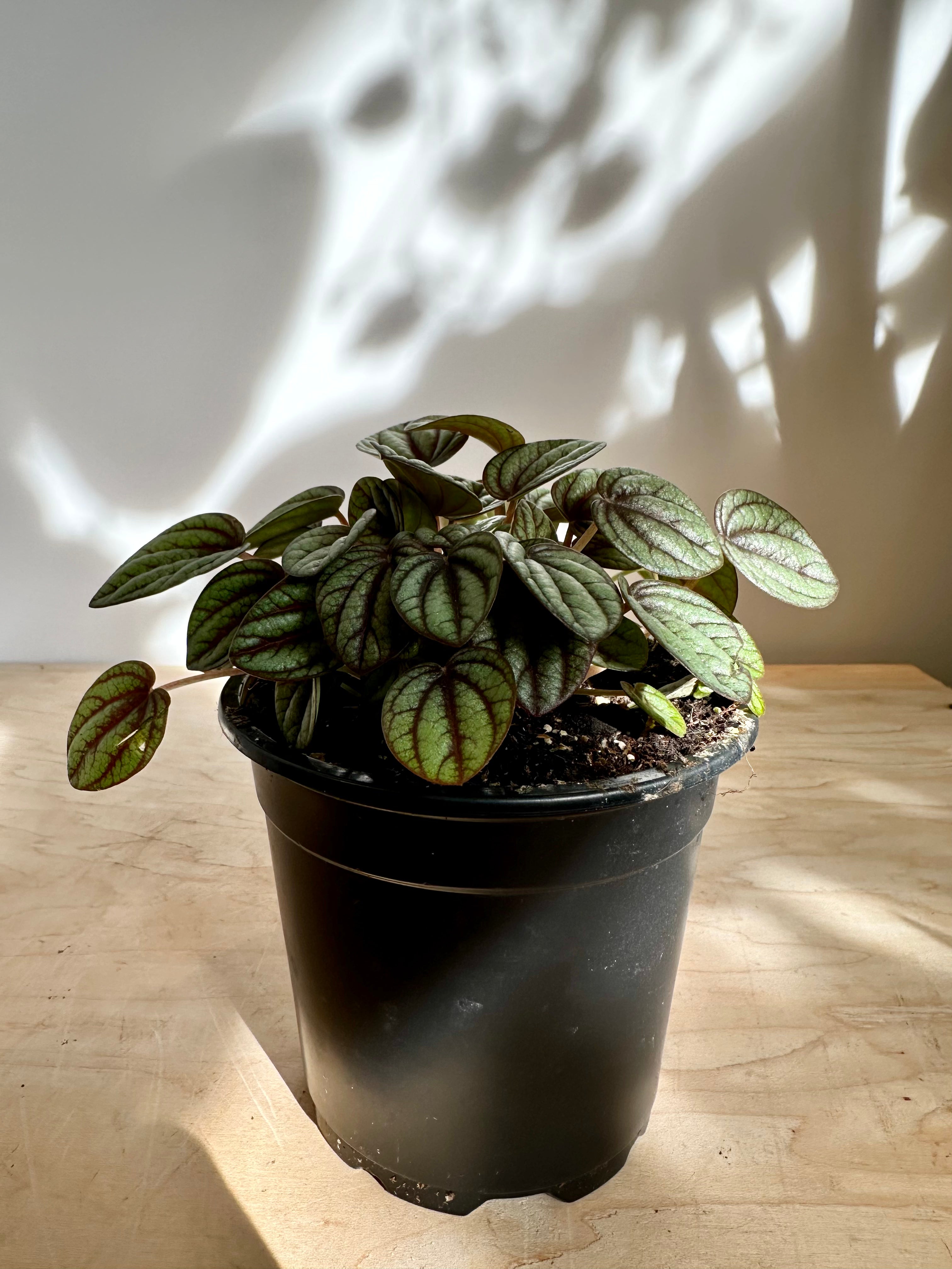 Peperomia 'Piccolo Banda'