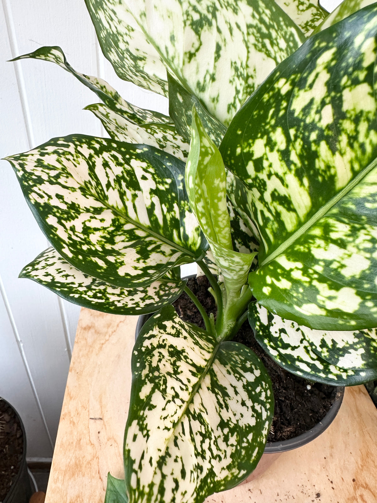 Aglaonema 'Pink Eileen'