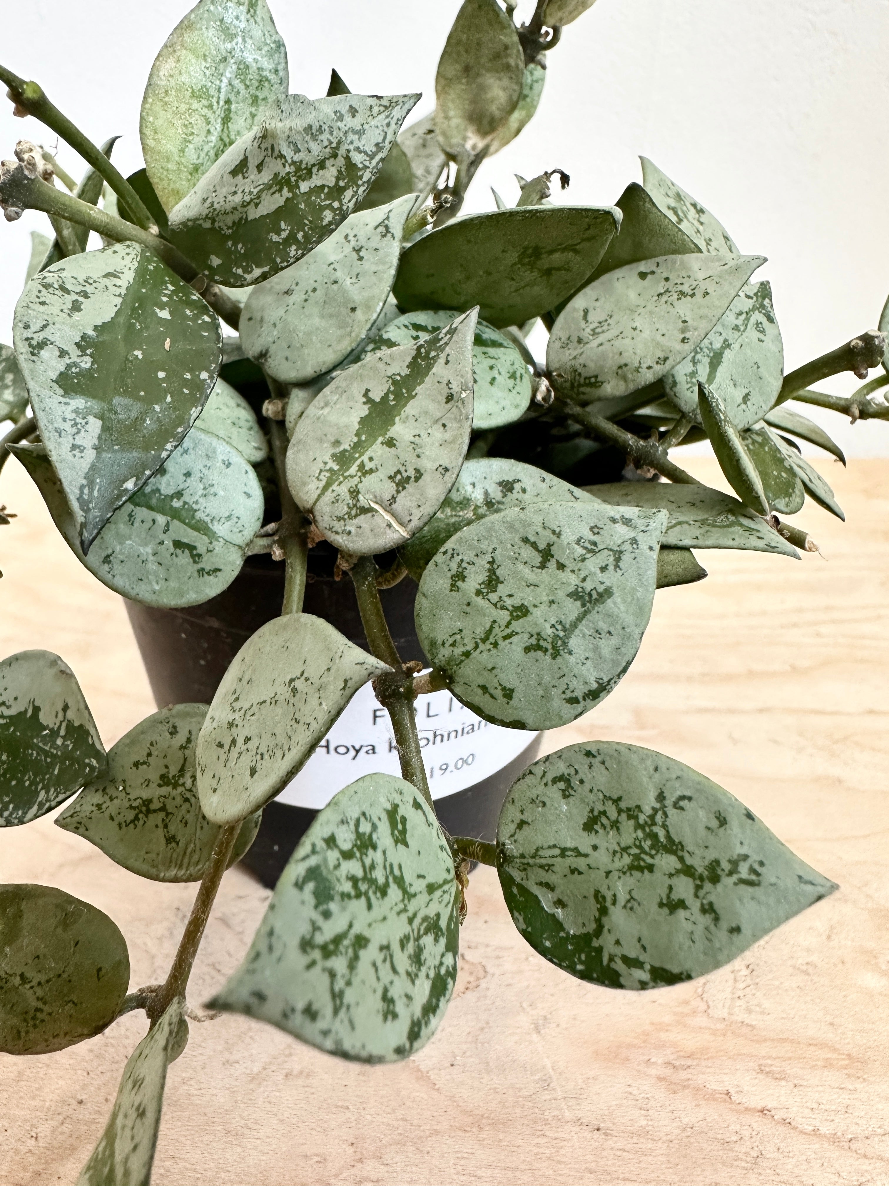 Hoya krohniana ‘Eskimo’