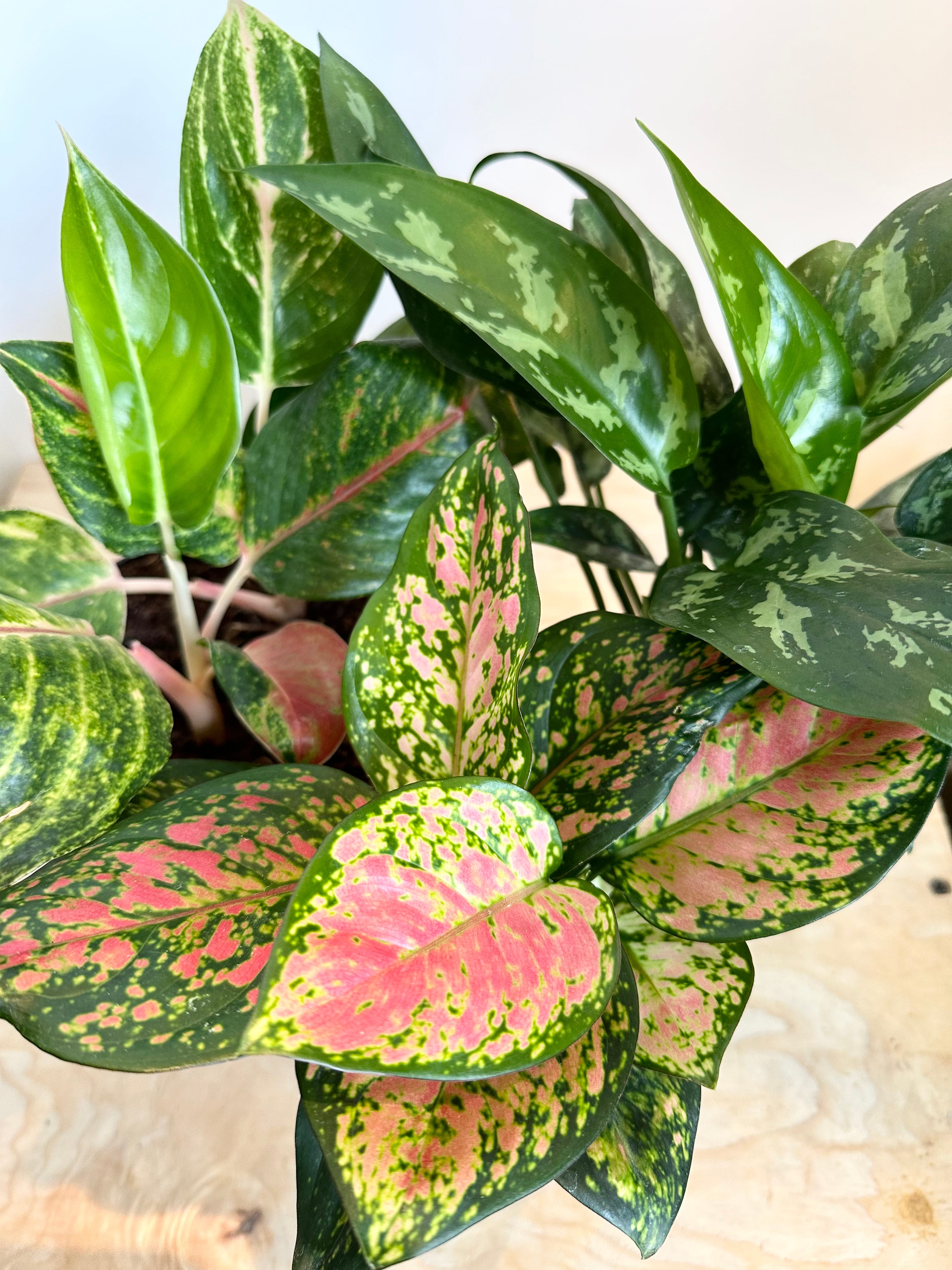 Aglaonema, assortiment