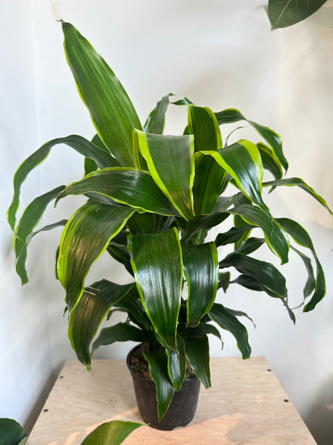 dracaena dorado tree Dracaena 'Dragon Dorado Bush' – Foliage