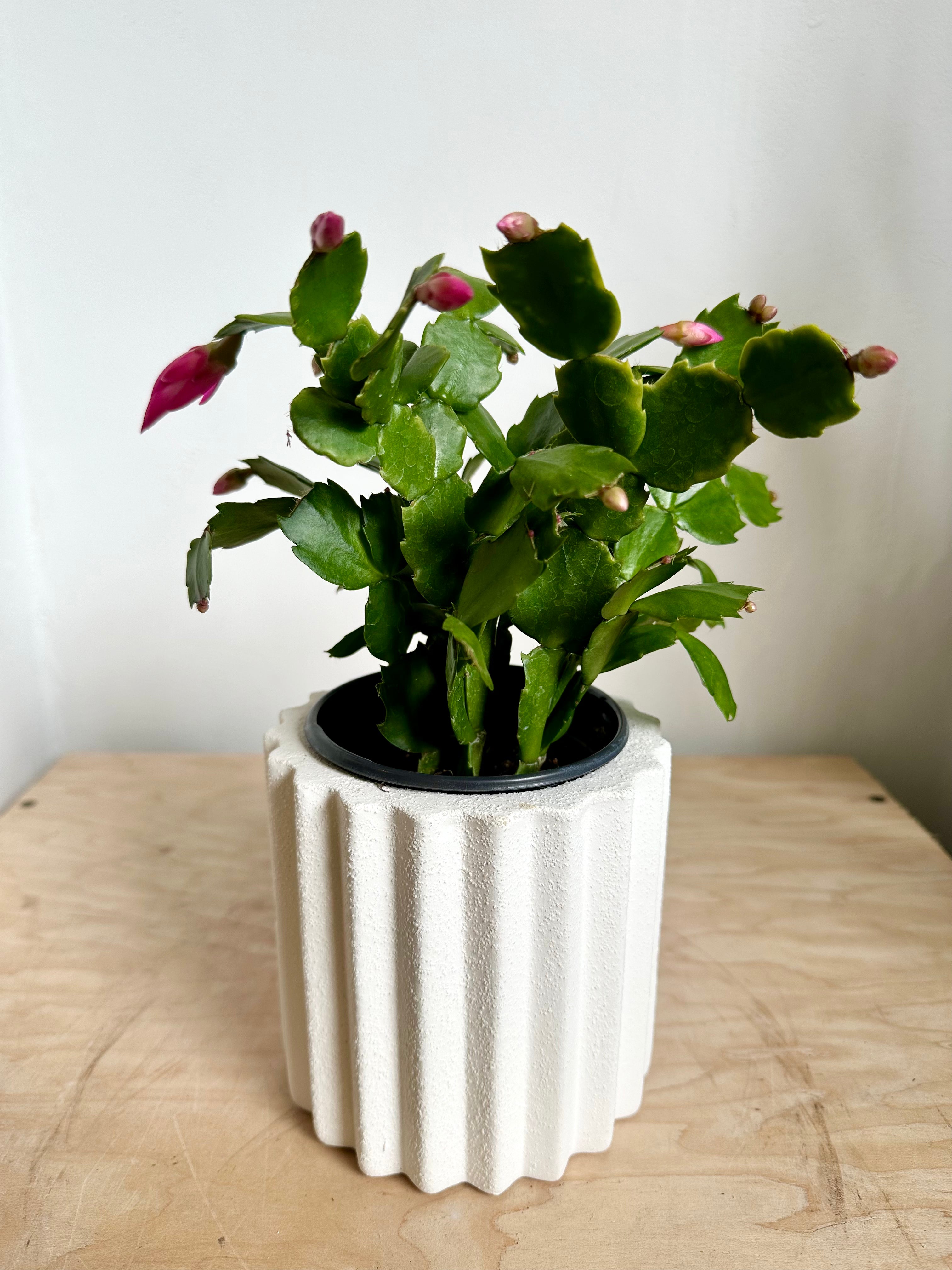 Cactus de vacances