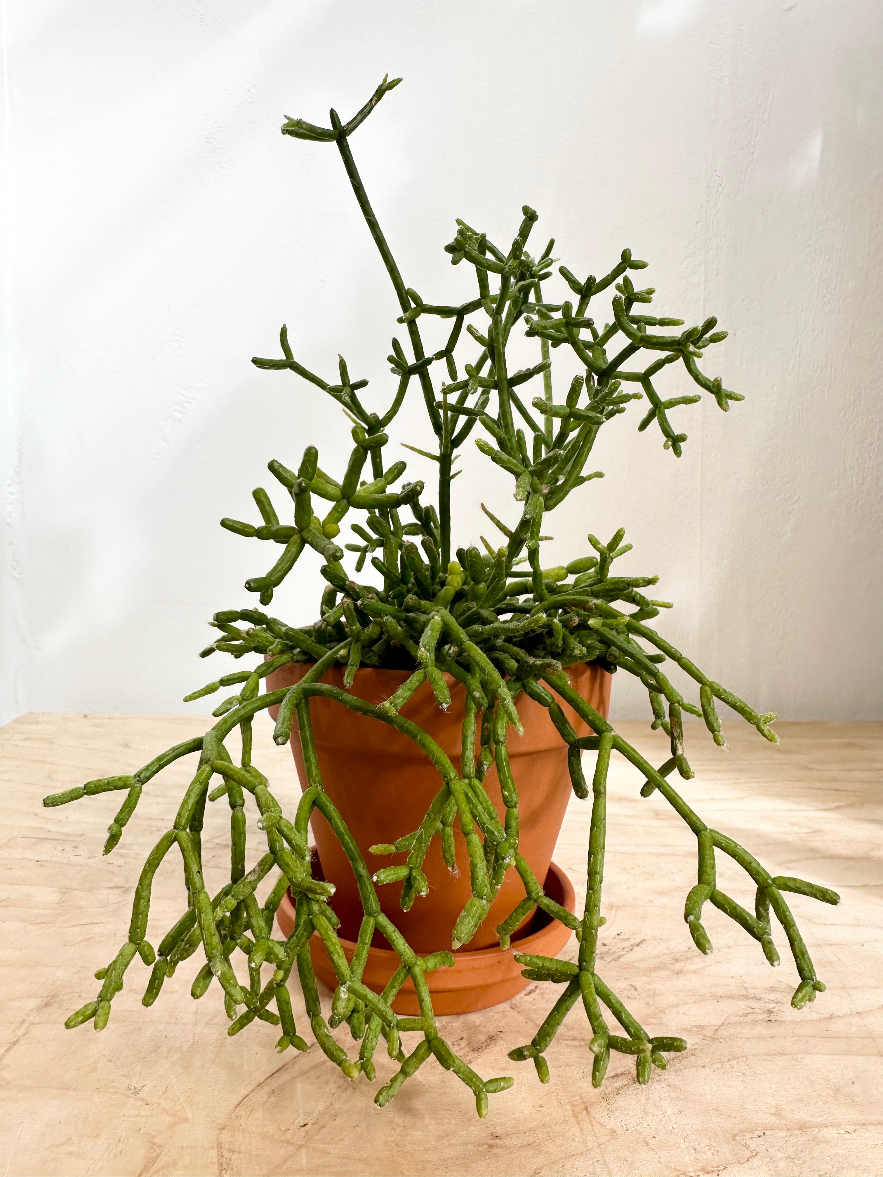 Rhipsalis Hatiora