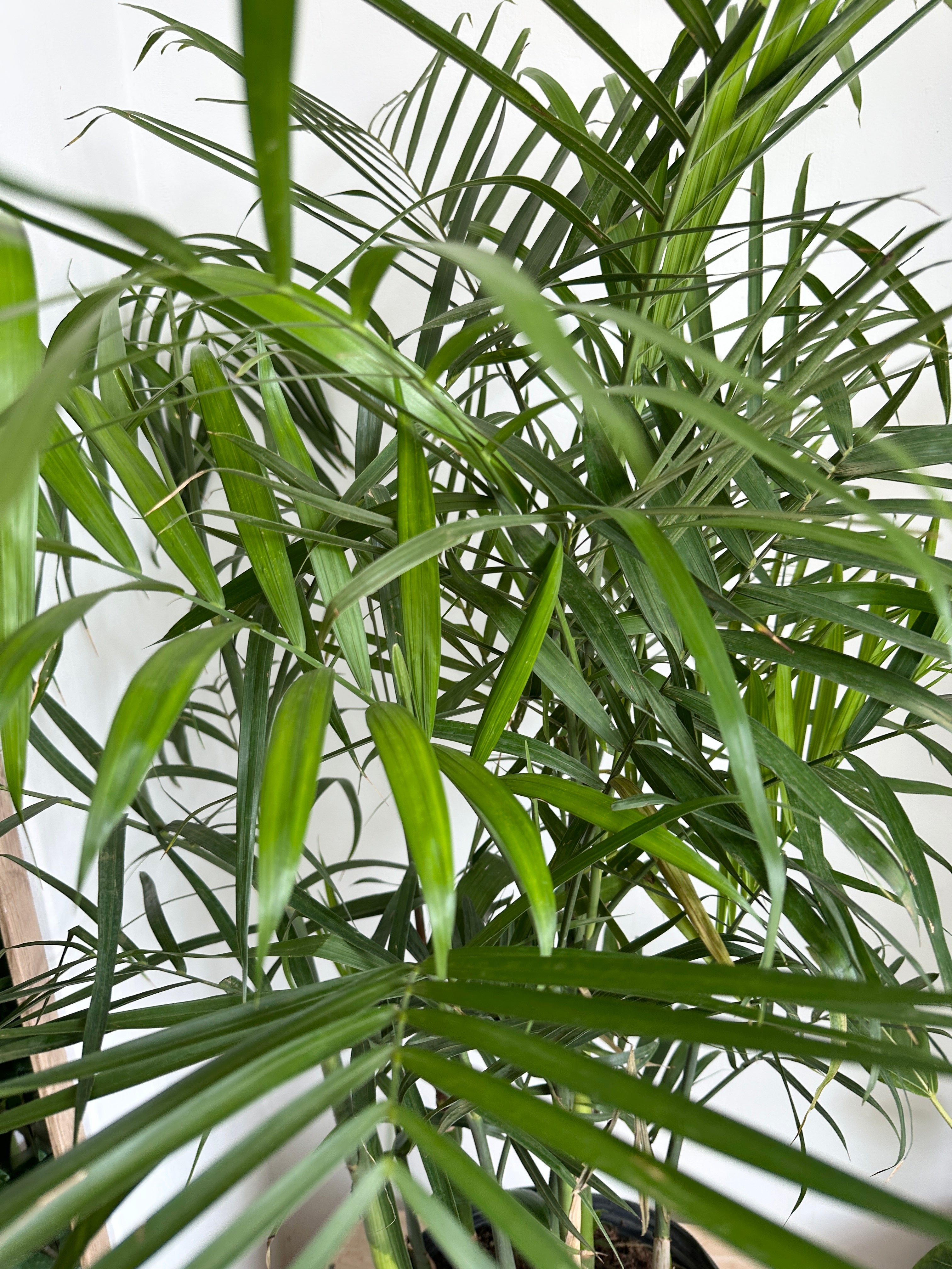 Seifrizzi Palm