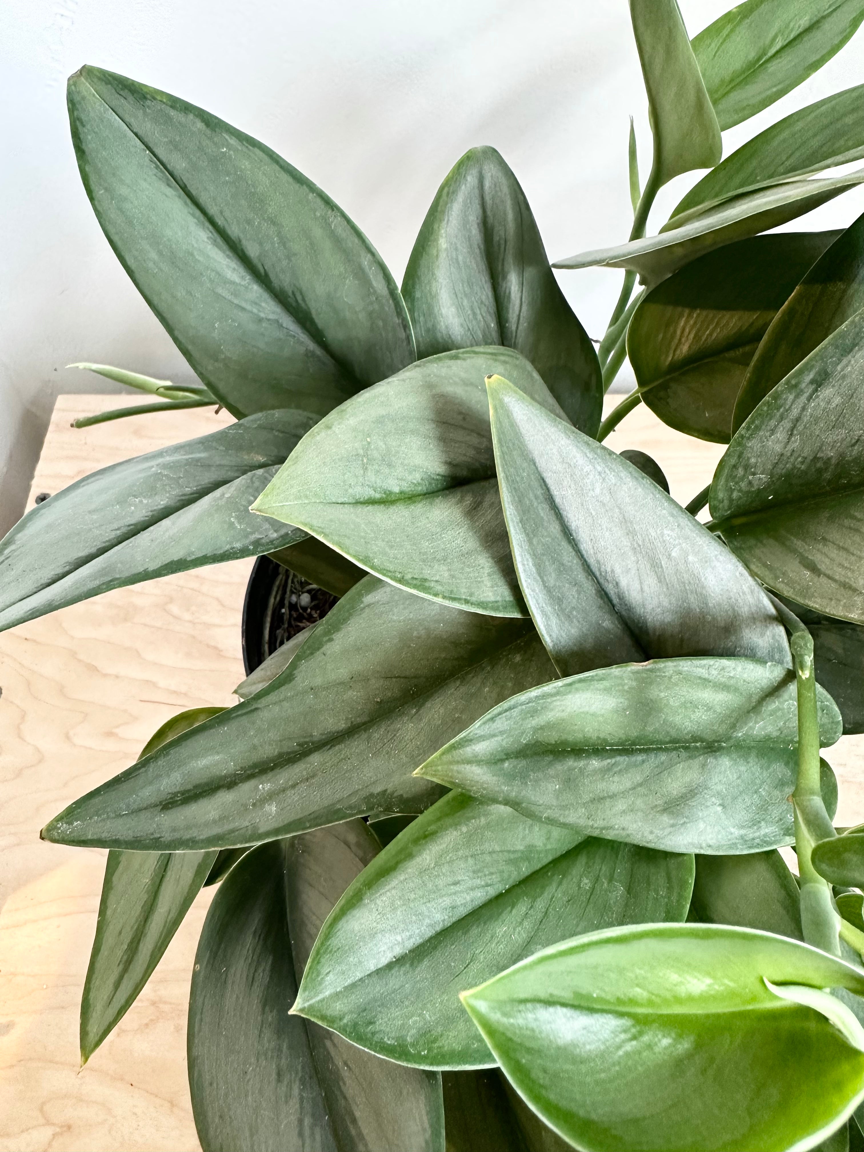 Scindapsus 'Treubii Moonlight'