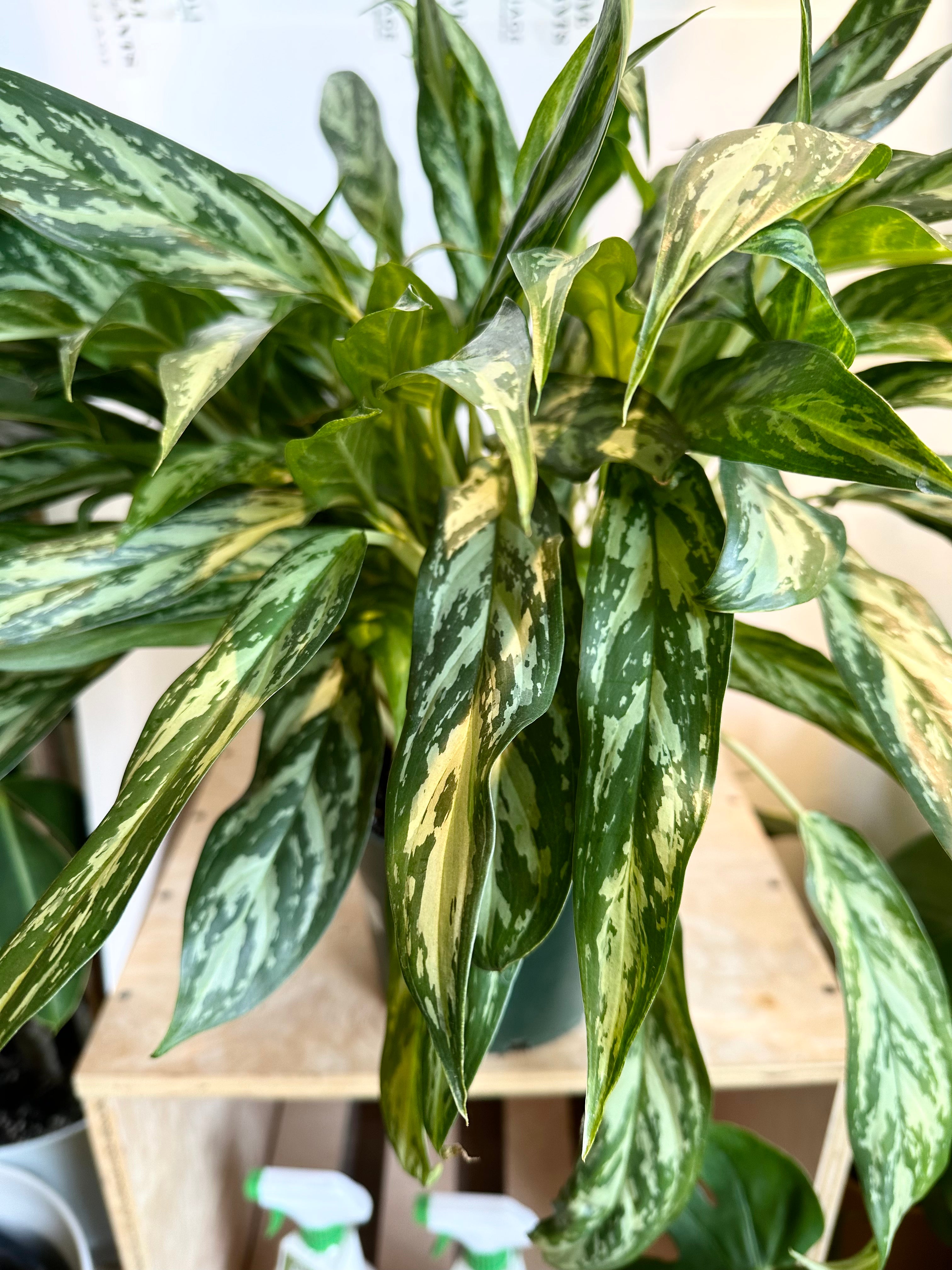 Aglaonema 'Mondo Bay'