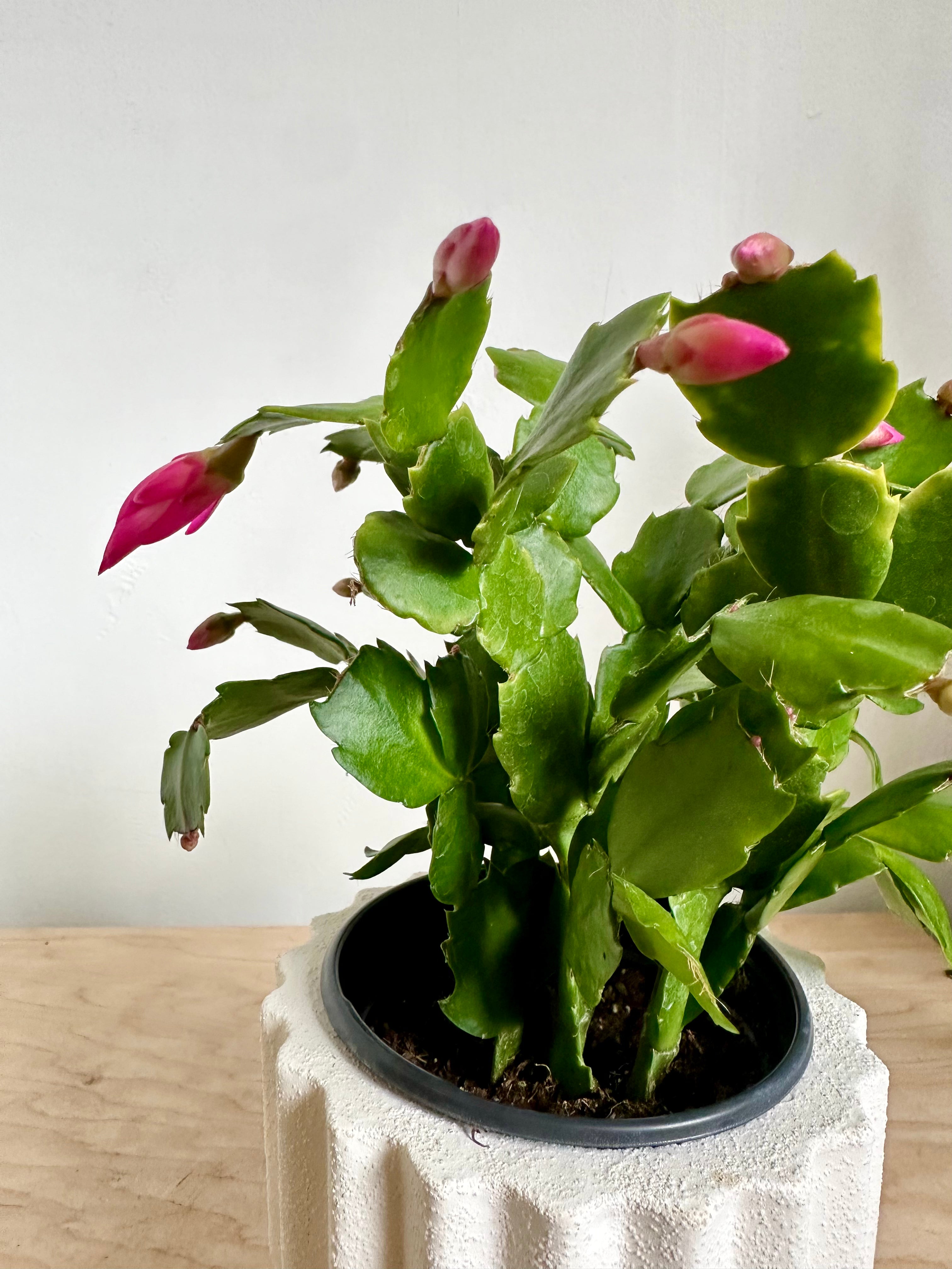 Holiday Cactus