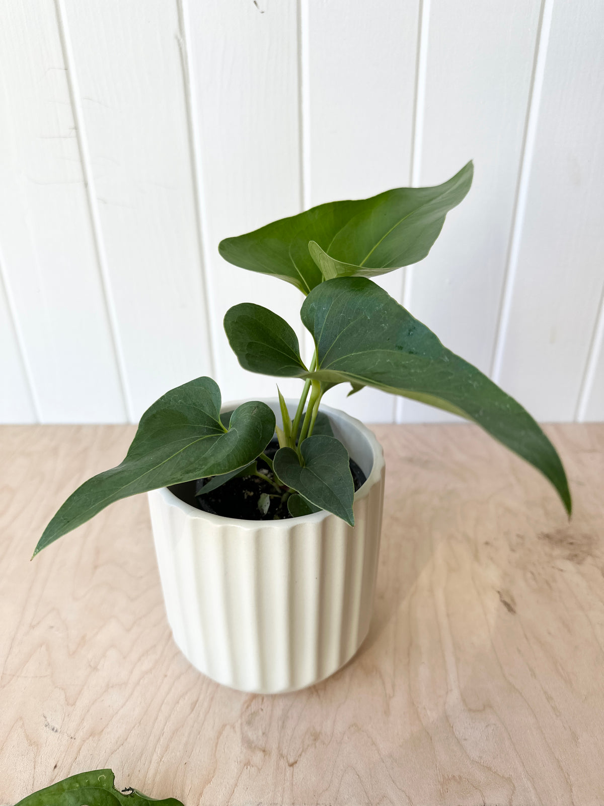 Anthurium Corong x Villenaorum