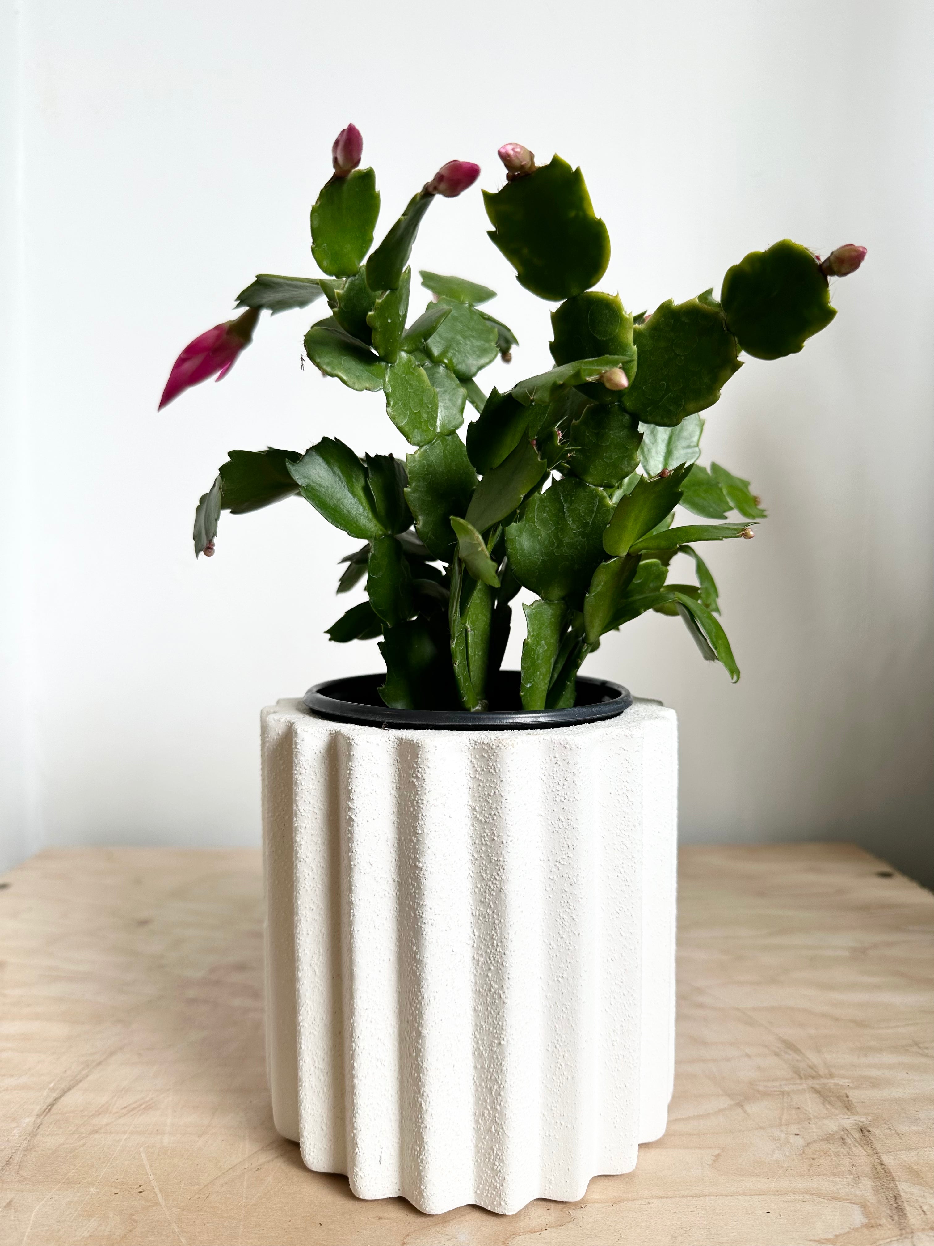 Cactus de vacances