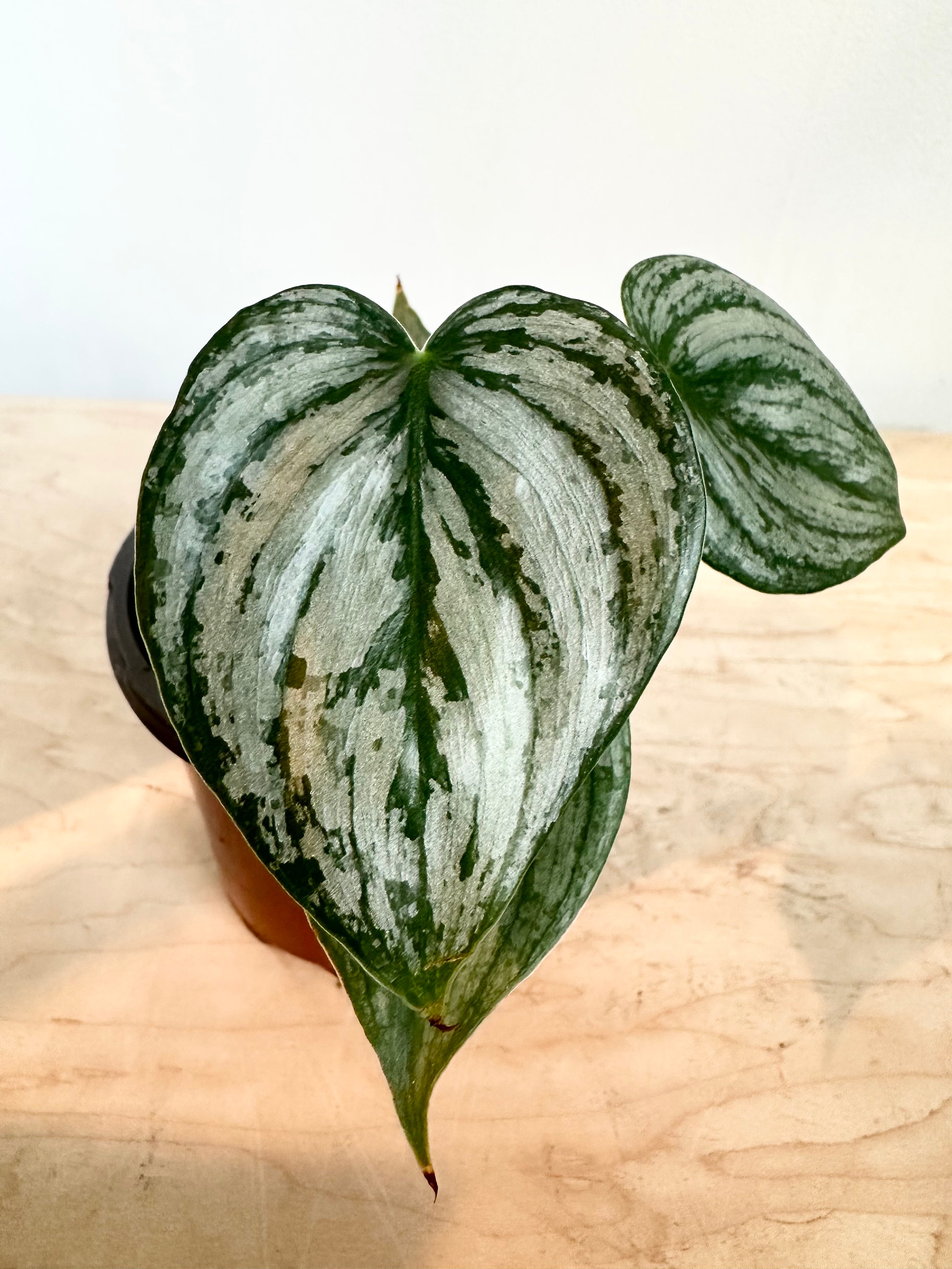 Philodendron 'Brandtianum'