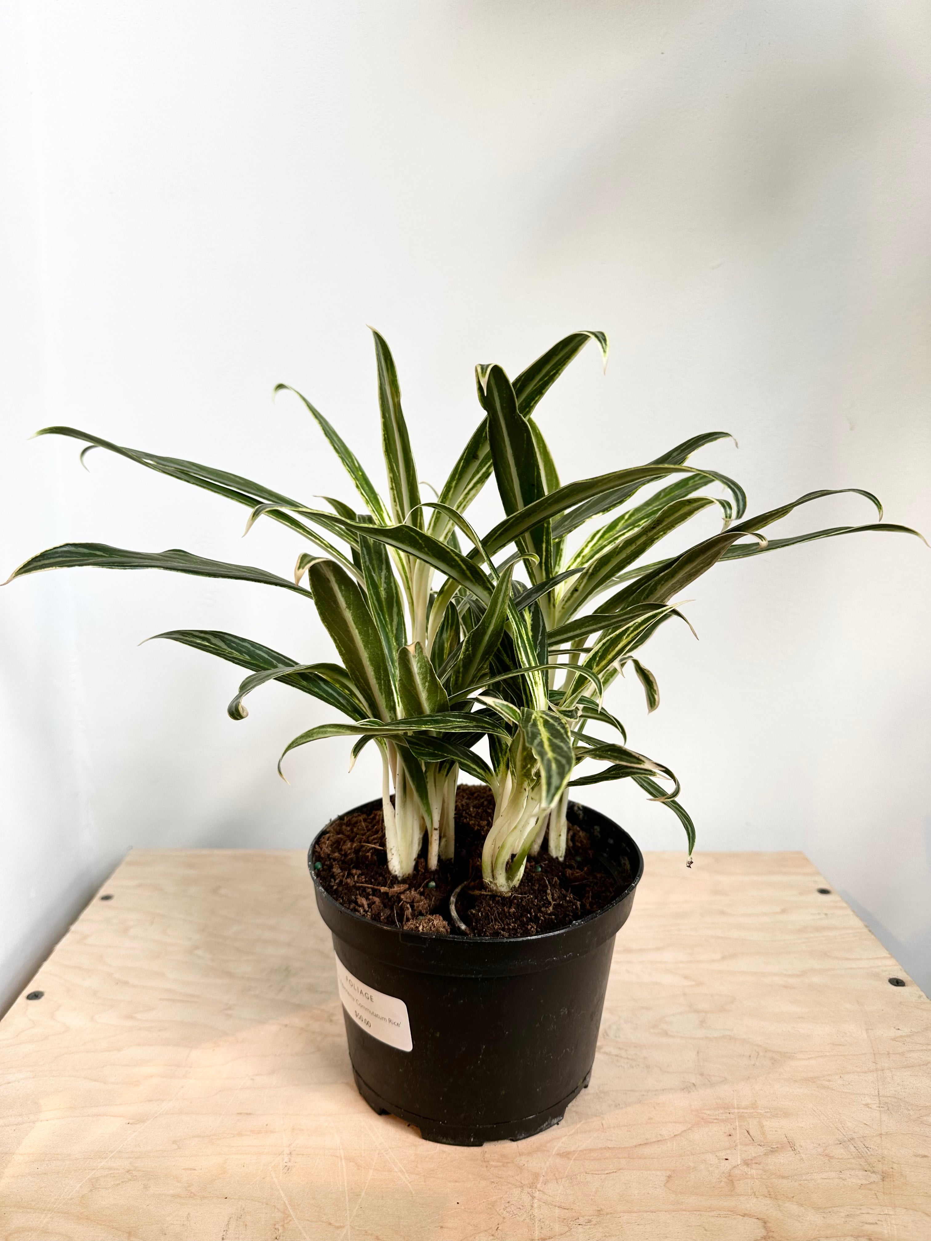 Aglaonema 'Commutatum Rice'