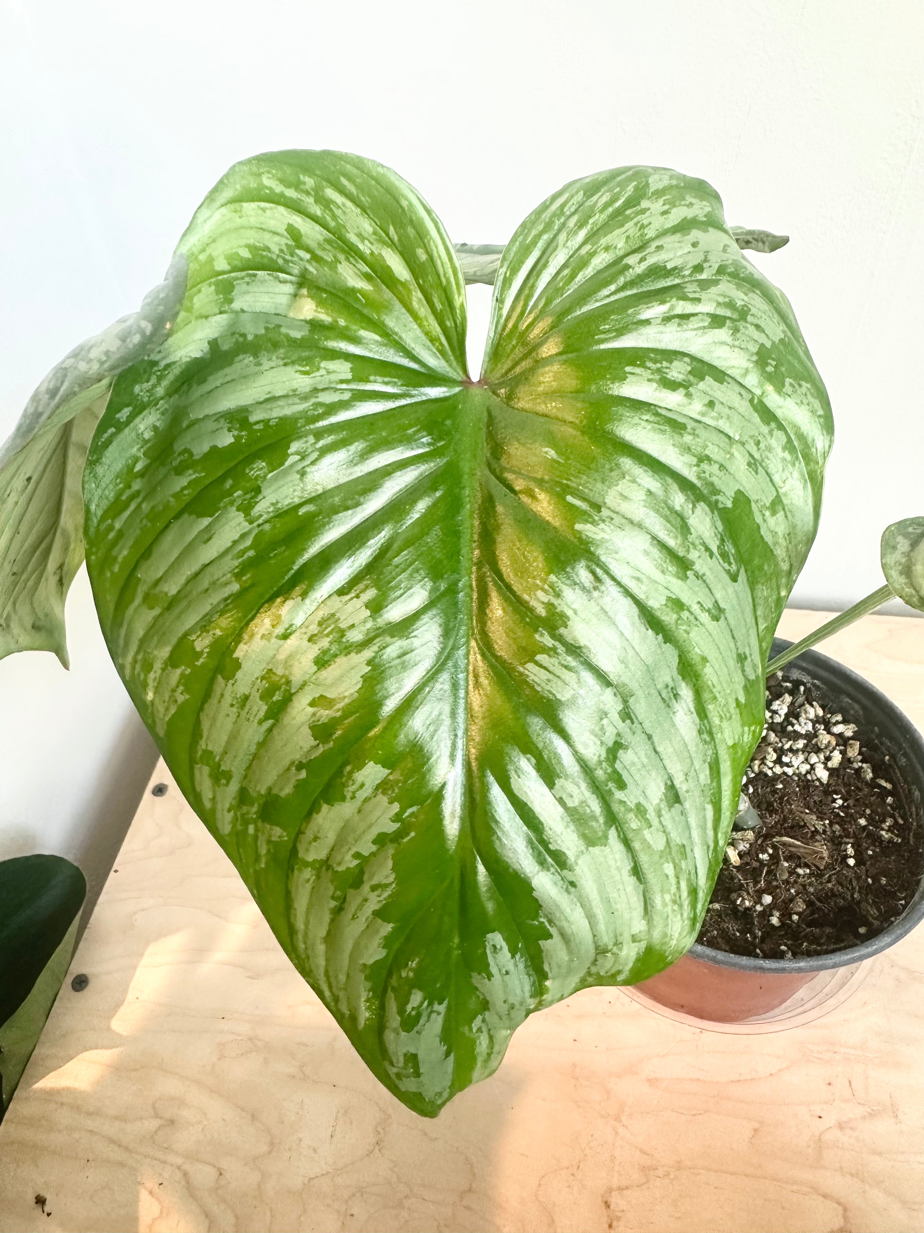 Philodendron 'Mamei SIlver'