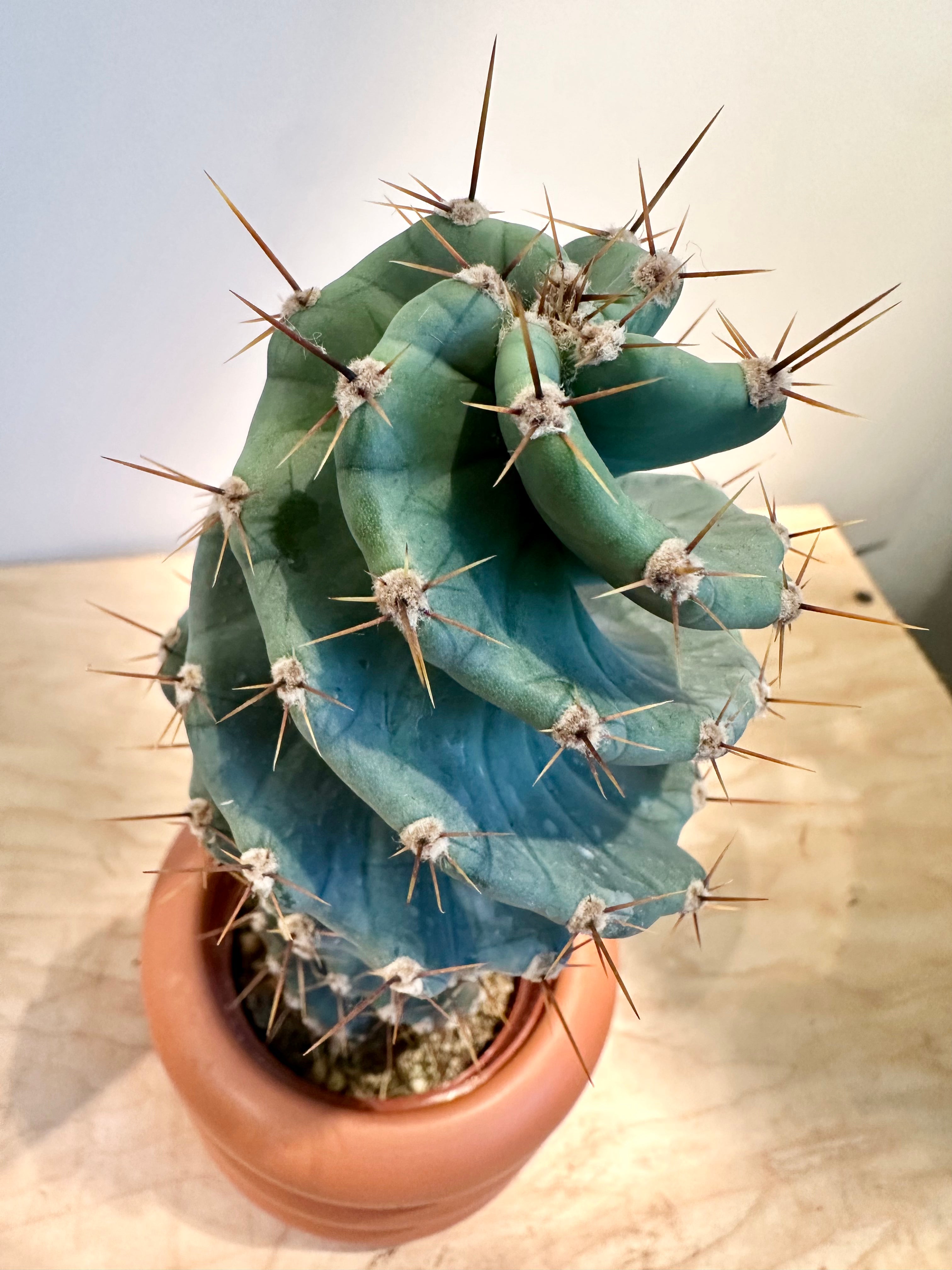 Spiral Cactus