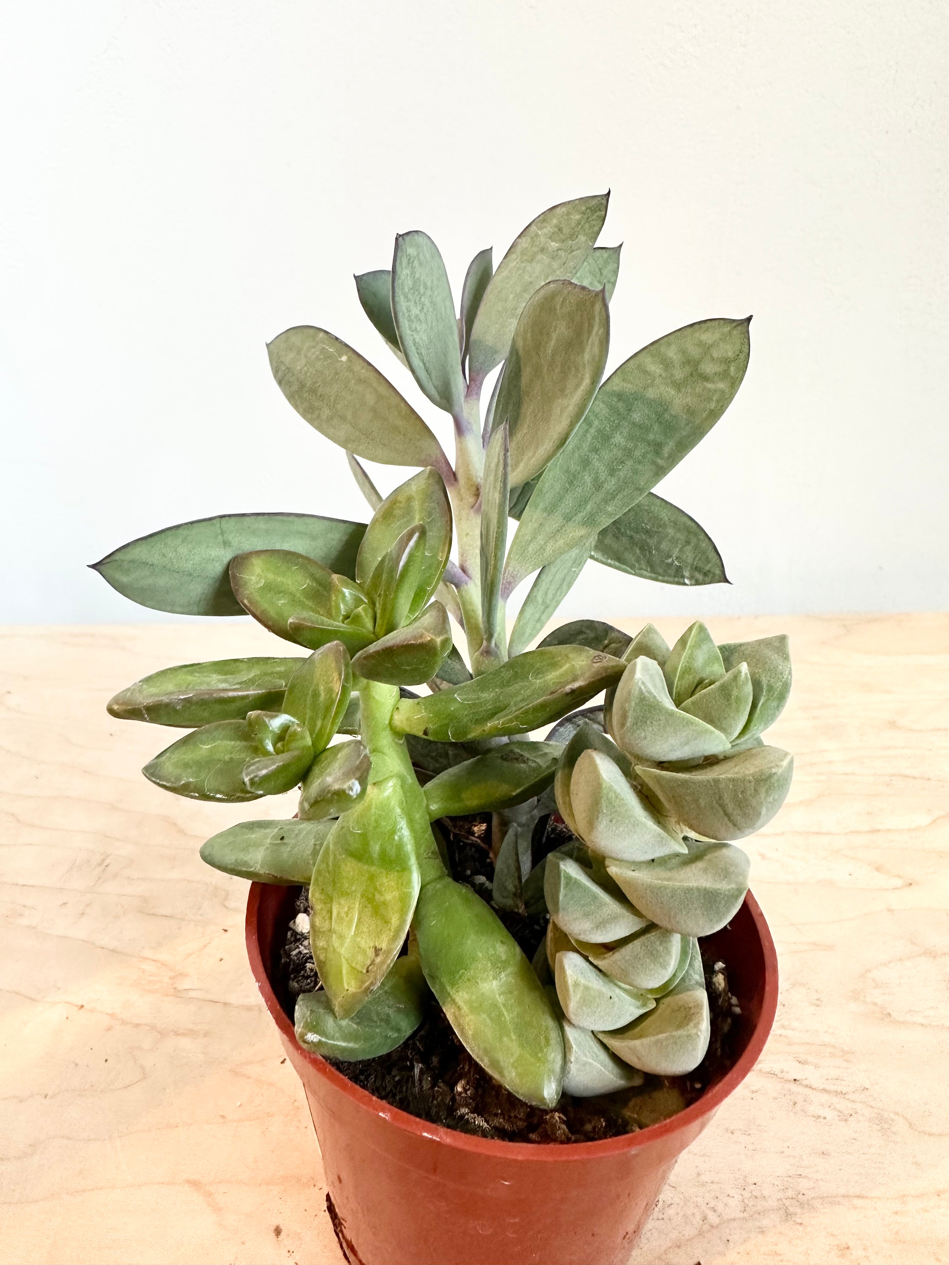 Bouquet Succulents