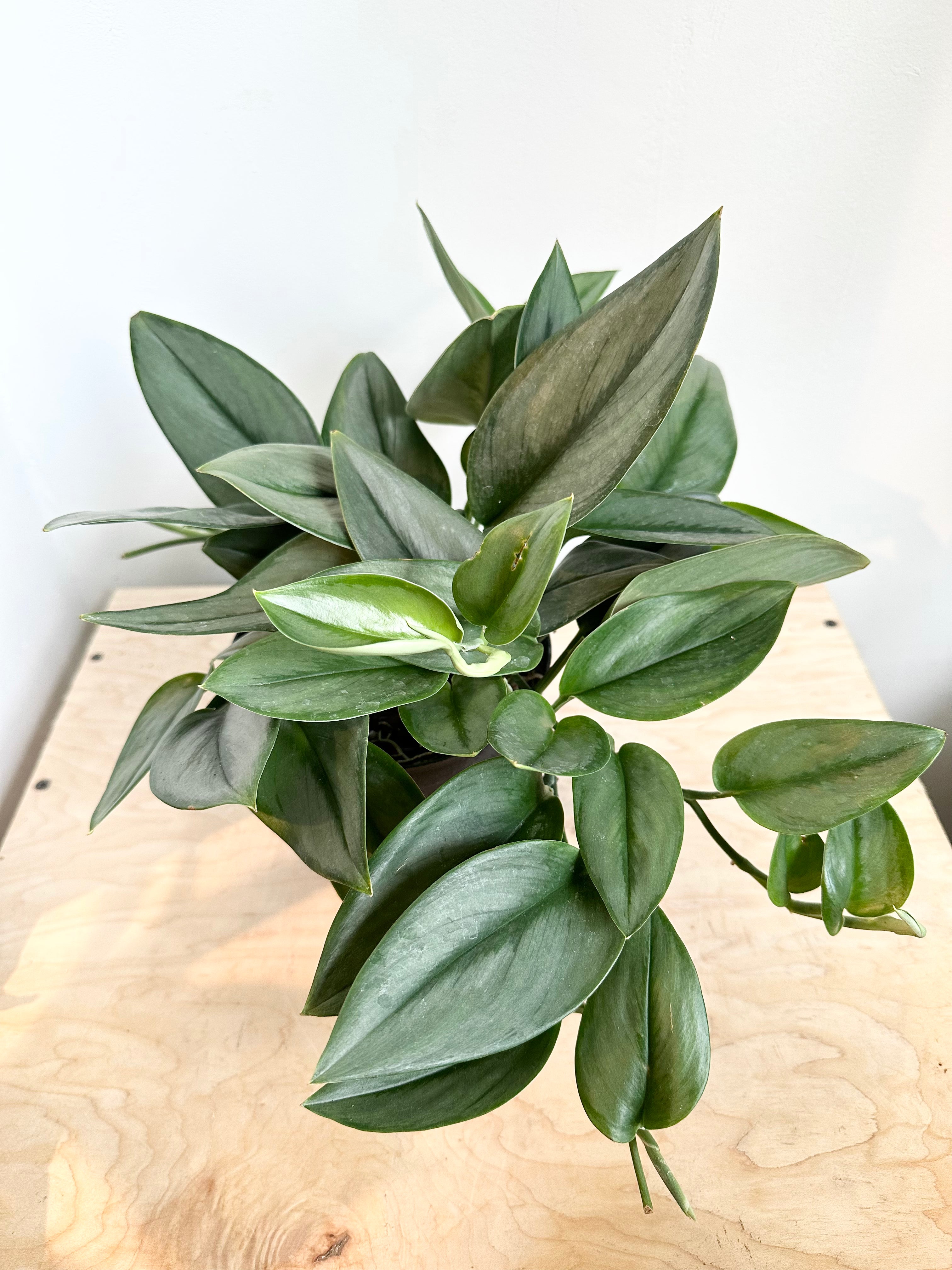 Scindapsus 'Treubii Moonlight'