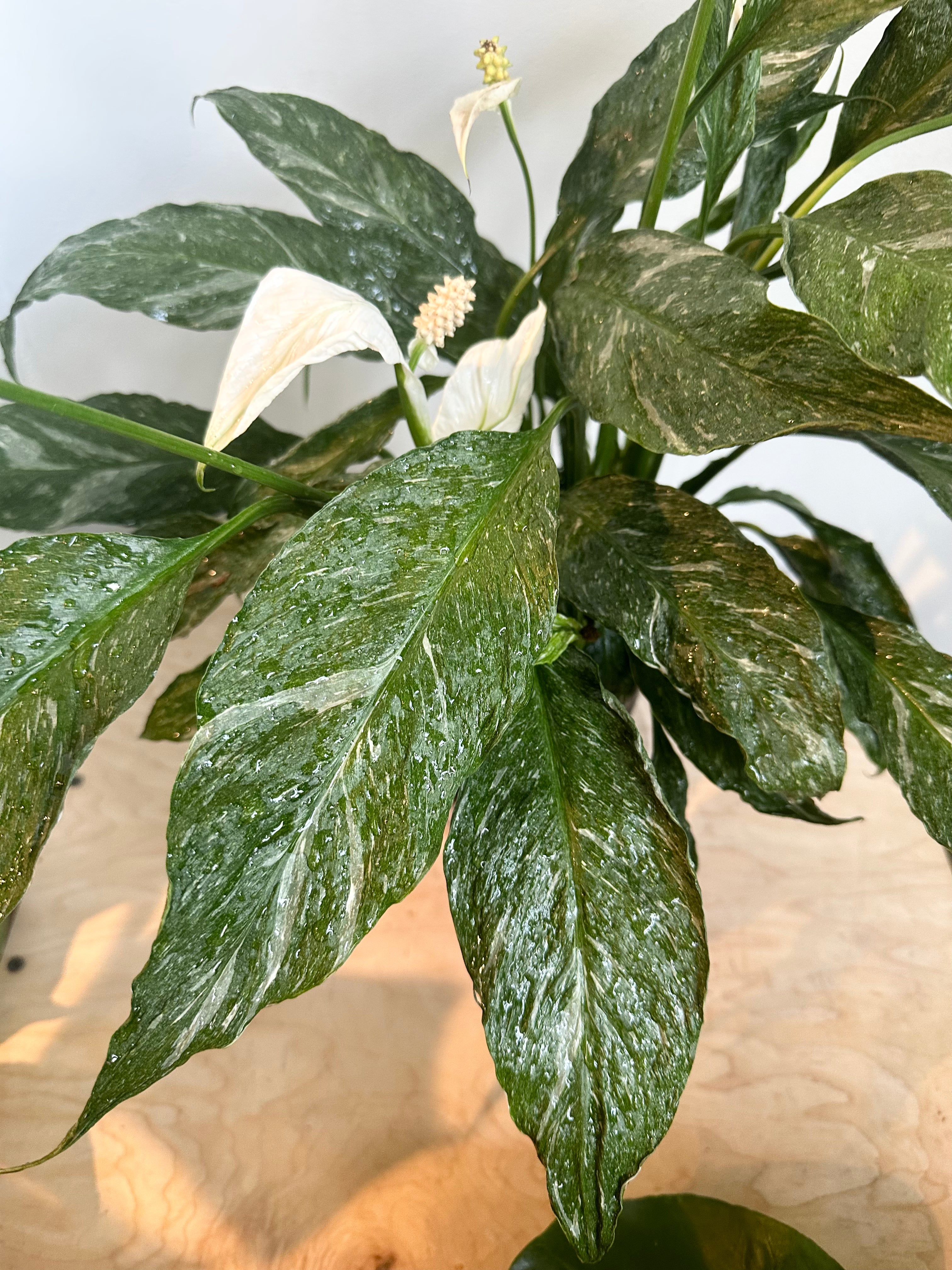 Spathiphyllum Variegated