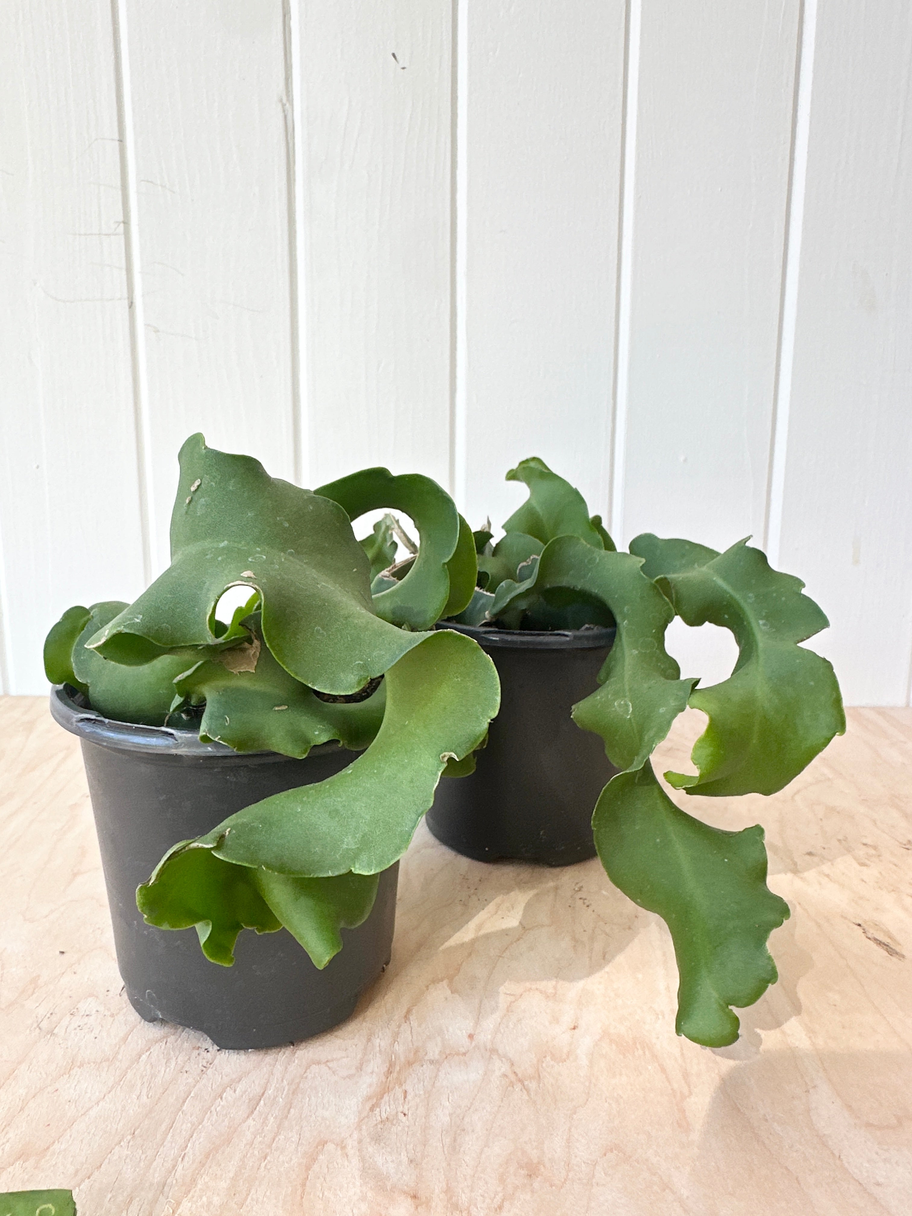 Curly Locks Orchid Cactus