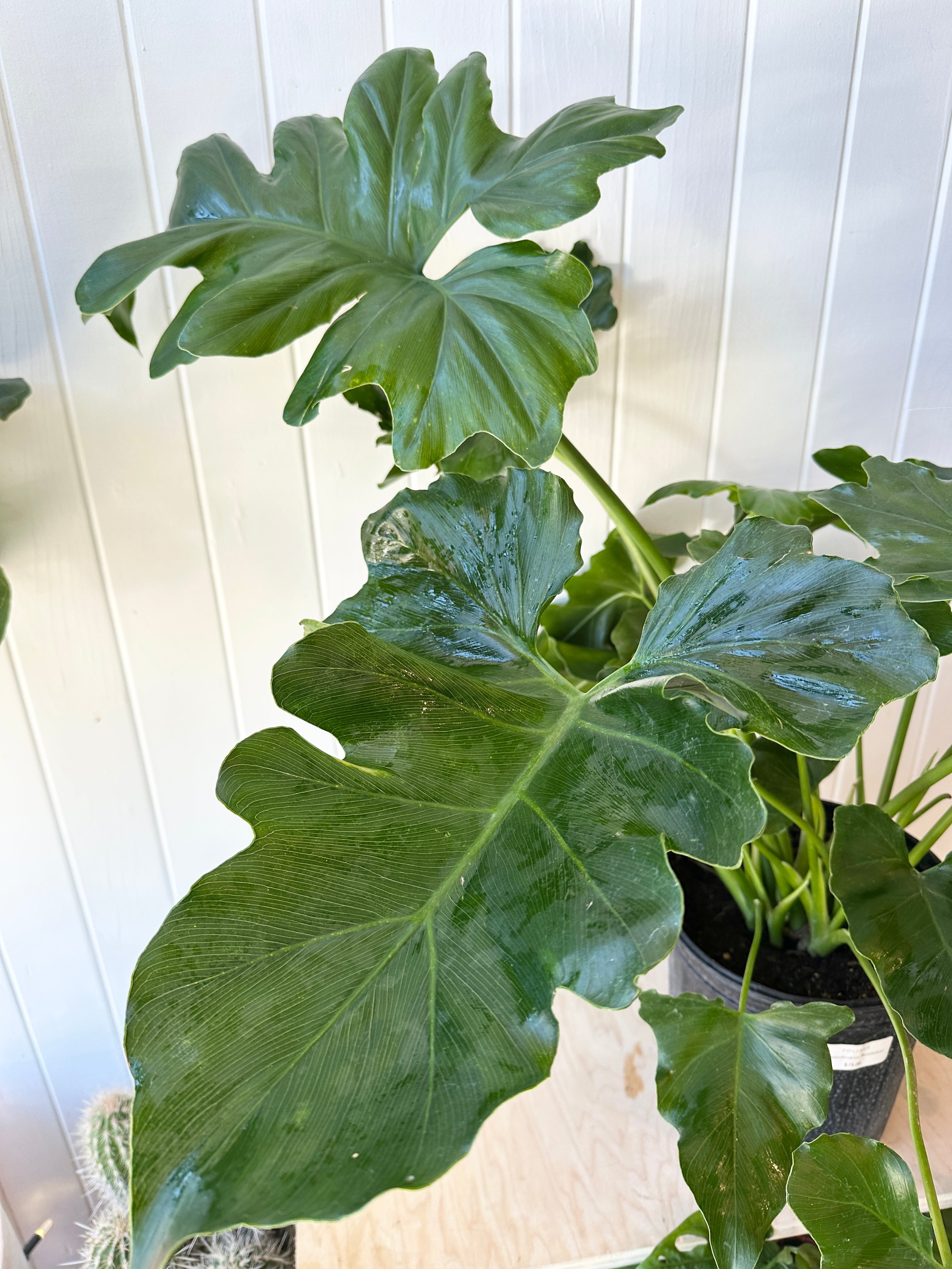 Philodendron 'Revolution'