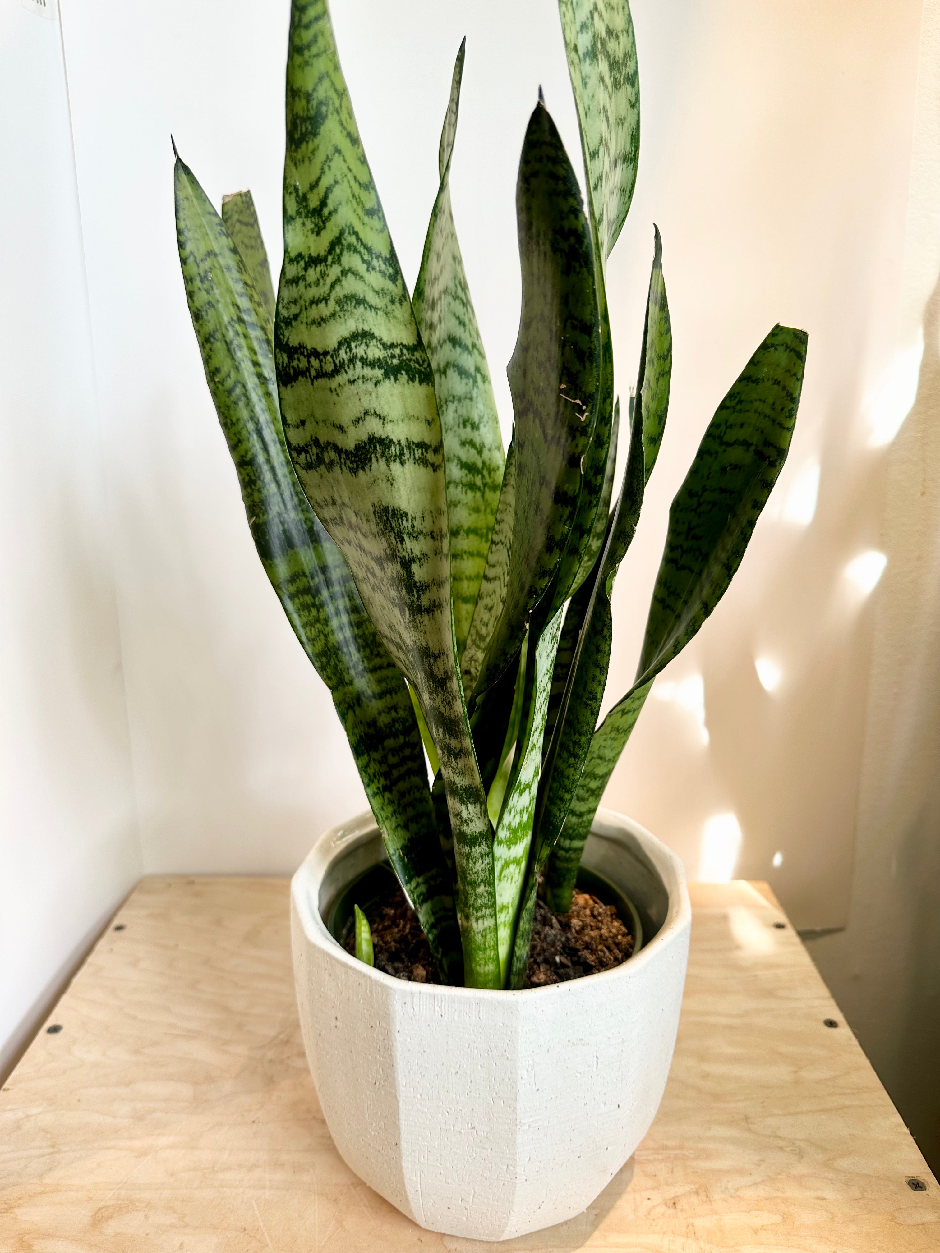 Sansevieria 'Zeylanica'