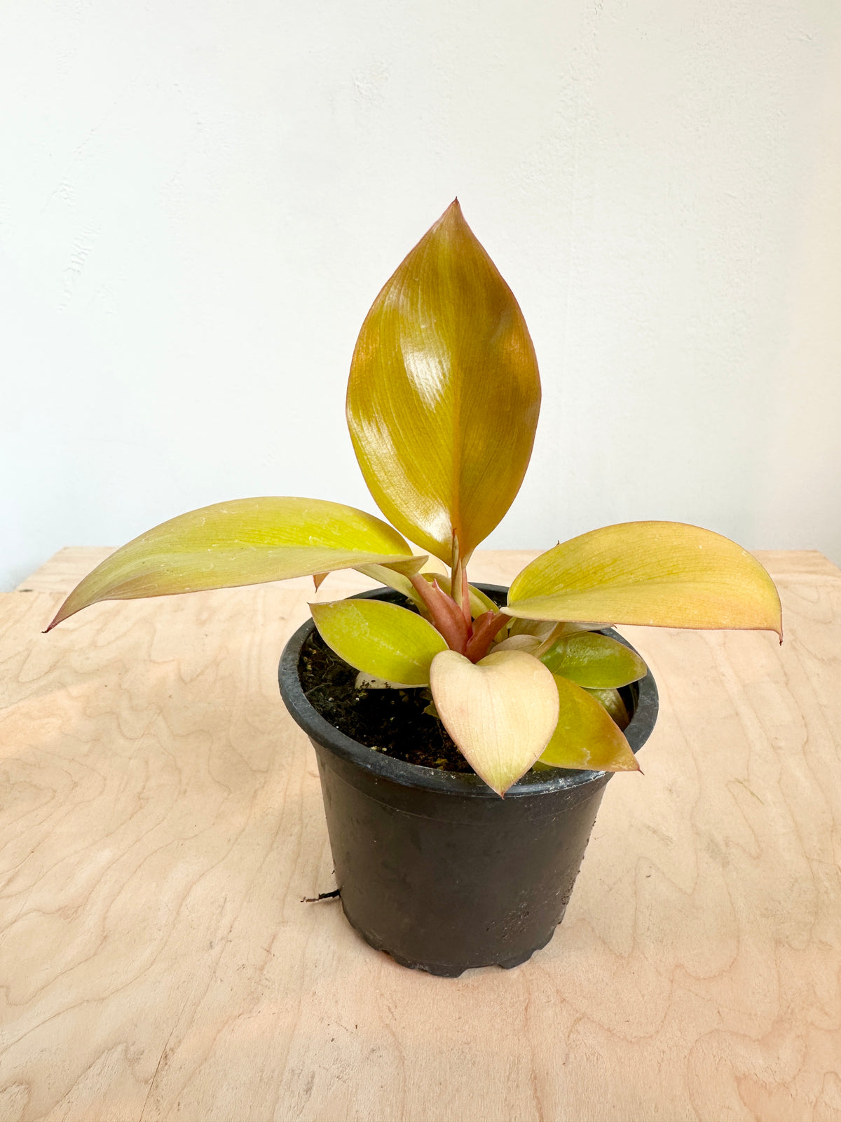 Philodendron 'Mars'