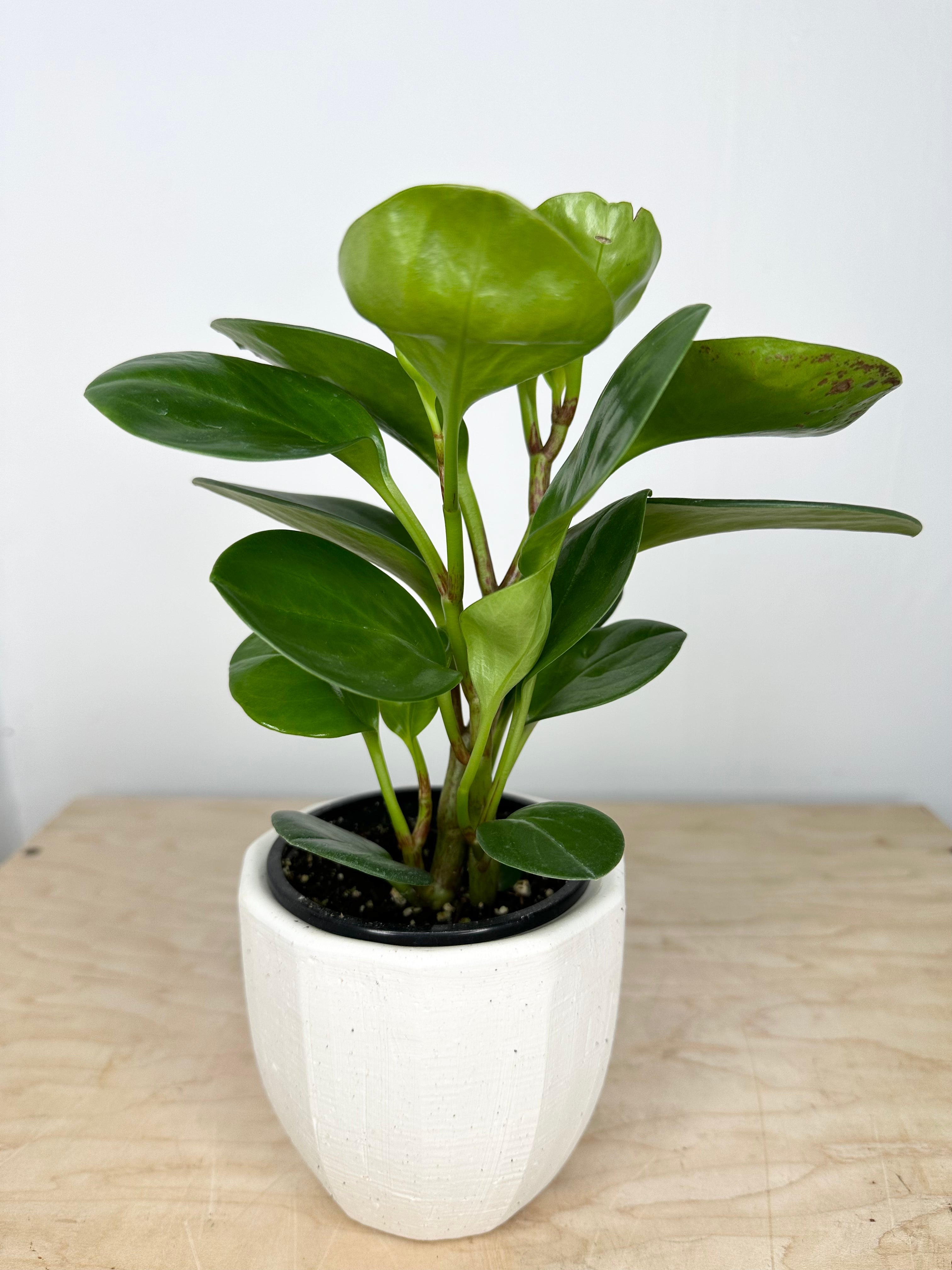 Peperomia 'Obtusifolia'