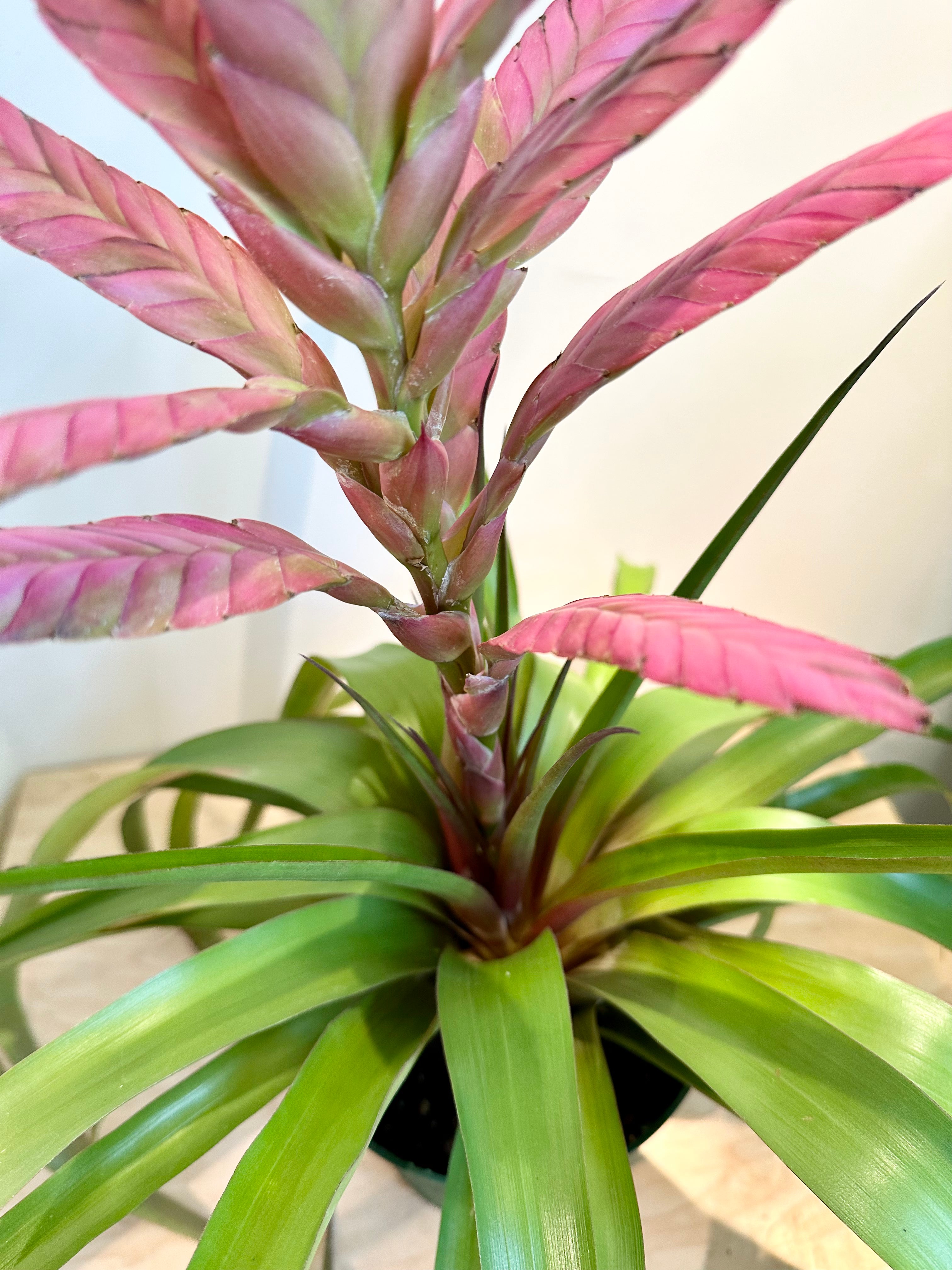 Bromeliad 'Tillandsia Antionio'