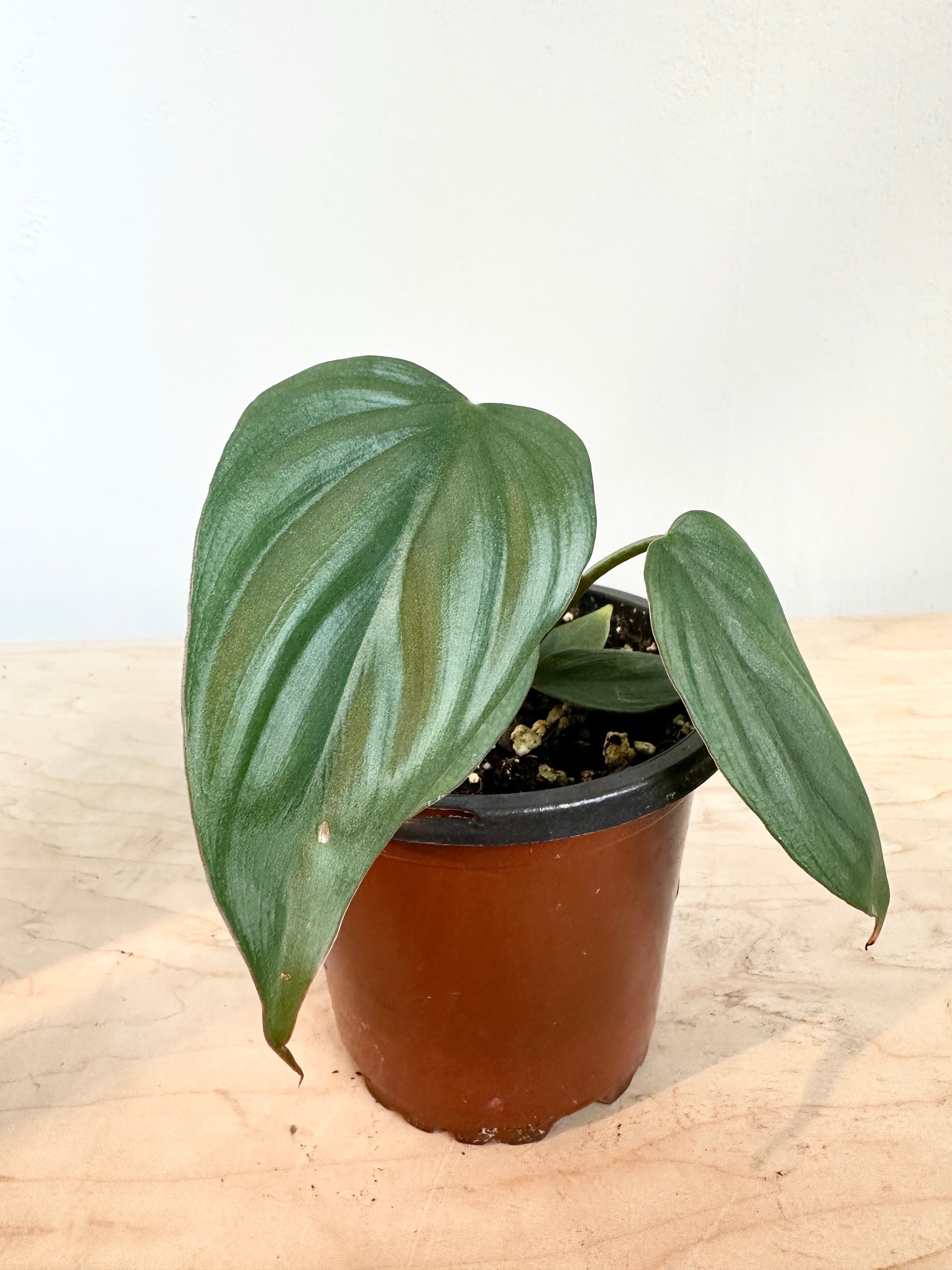 Philodendron 'Columbia'