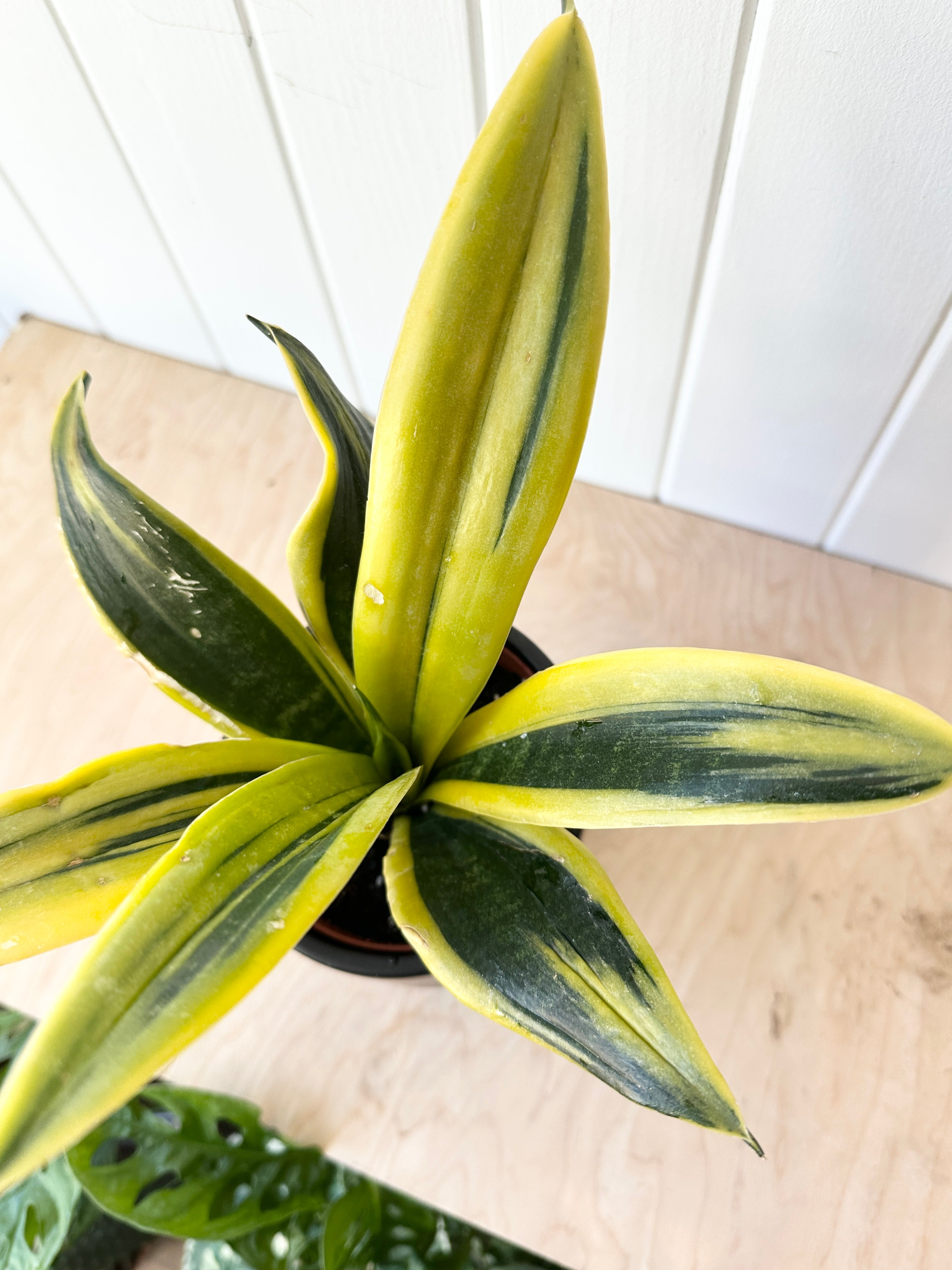 Sansevieria 'Flame'