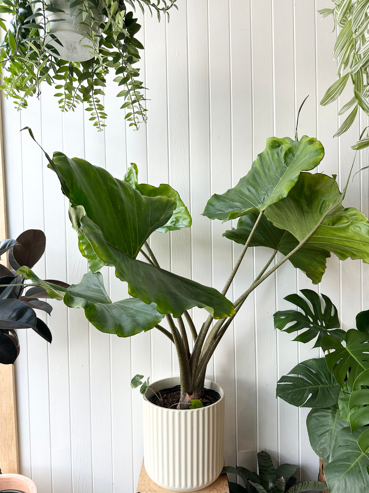 Alocasia 'Stingray'