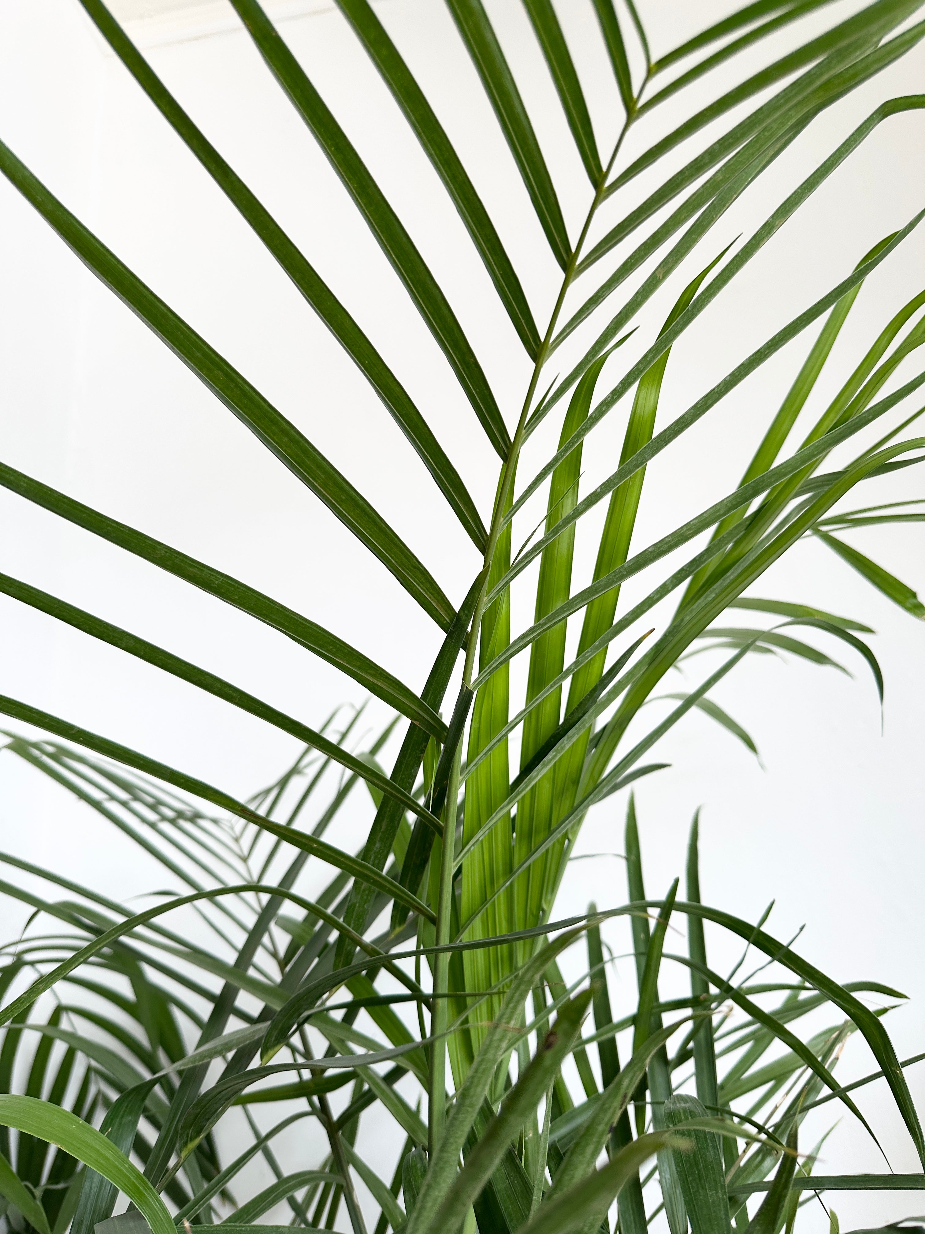 Seifrizzi Palm