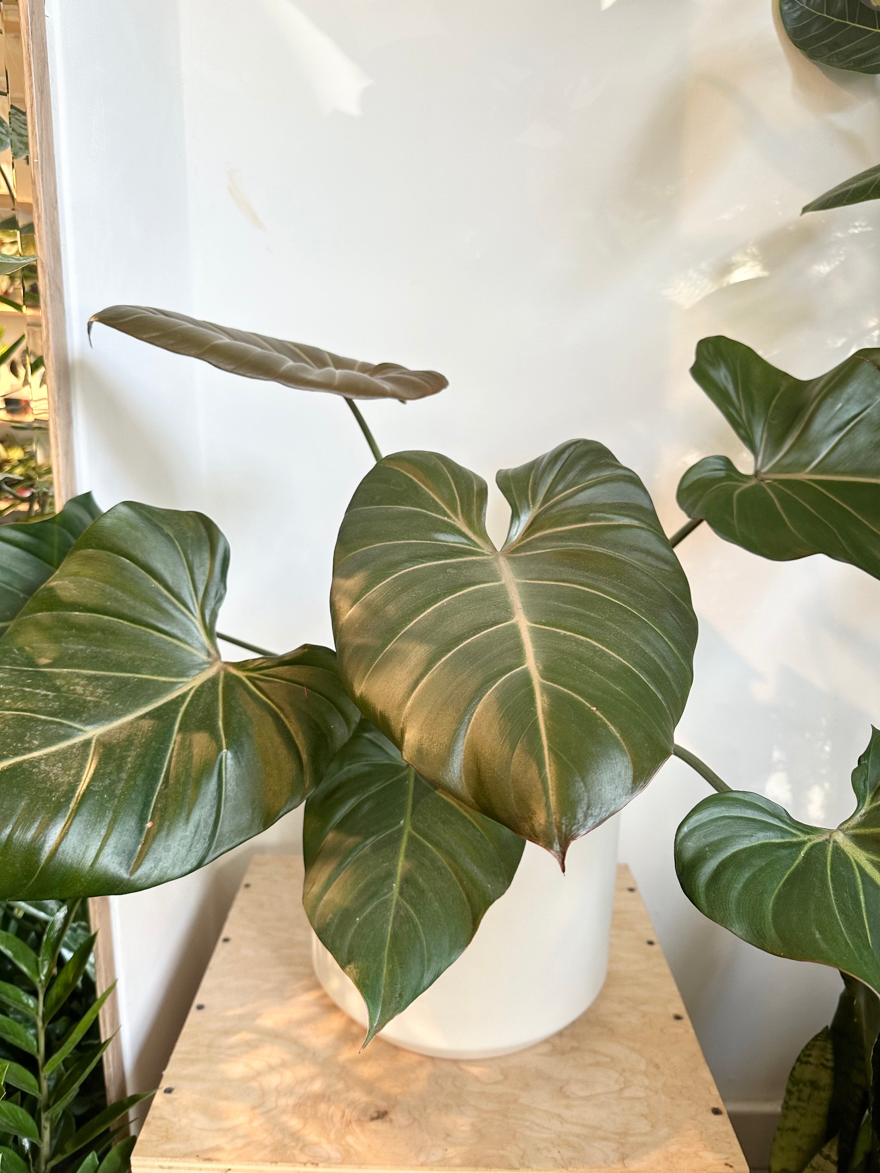 Philodendron 'Summer Glory'