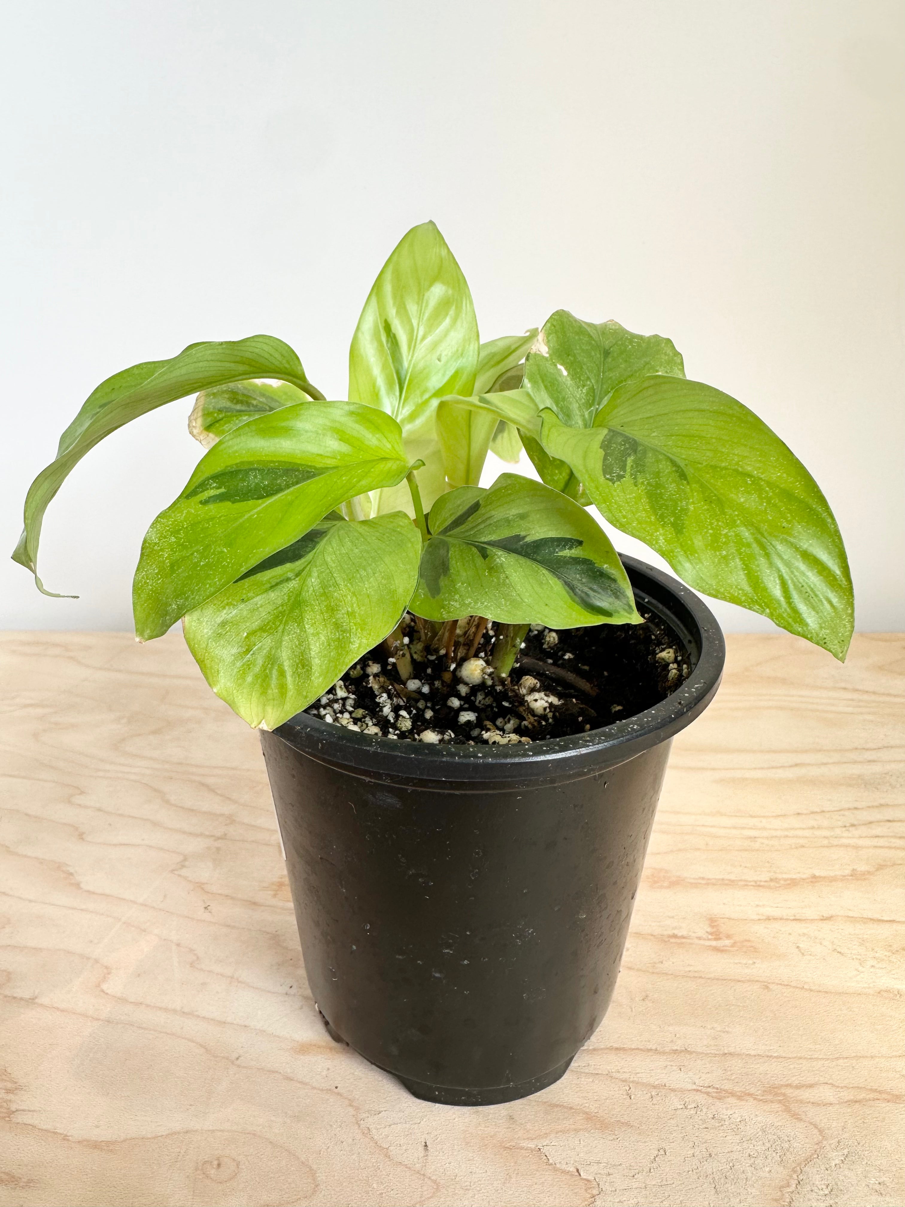 Calathea 'Fusion Amarilla'