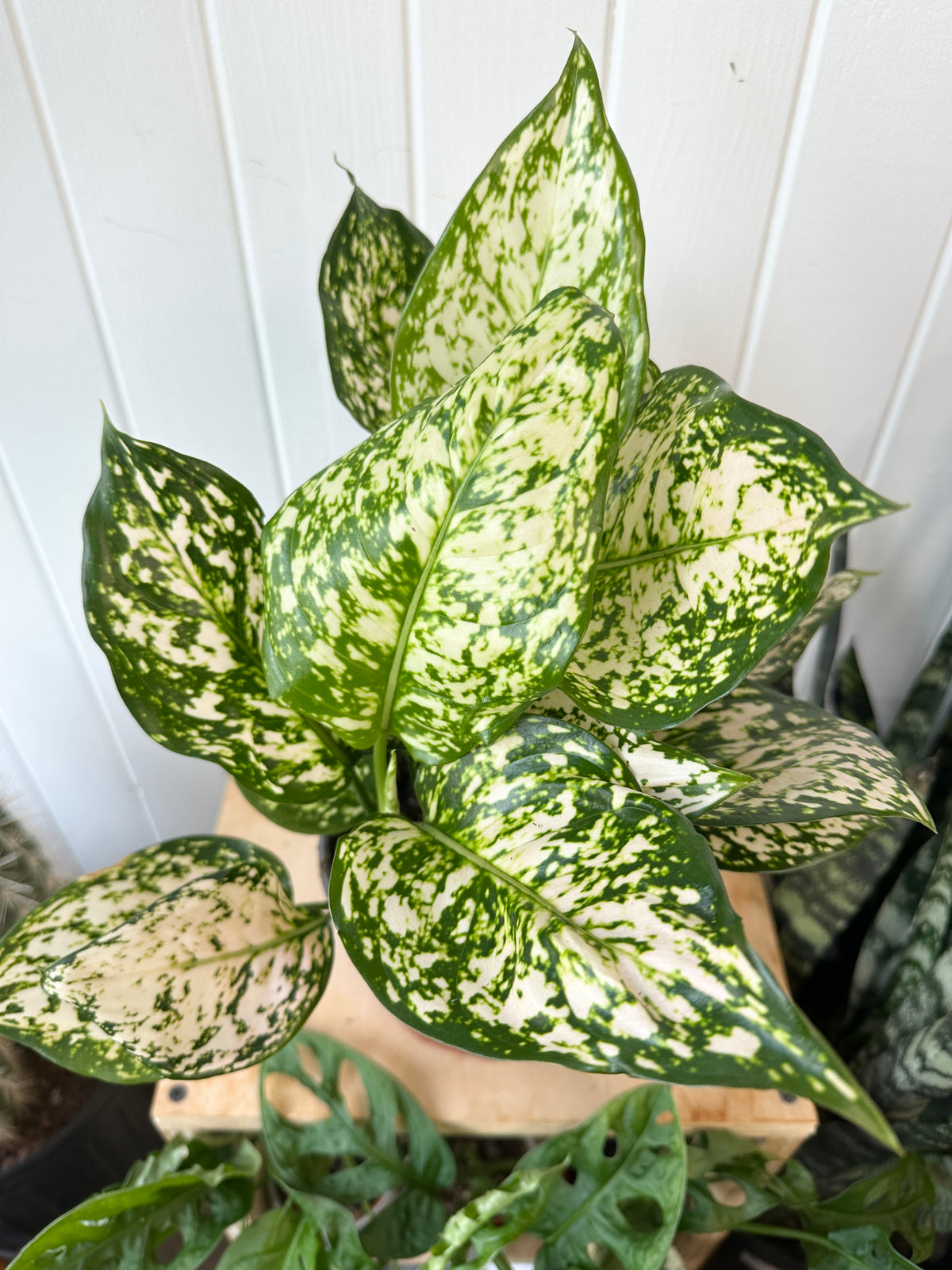 Aglaonema 'Pink Eileen'