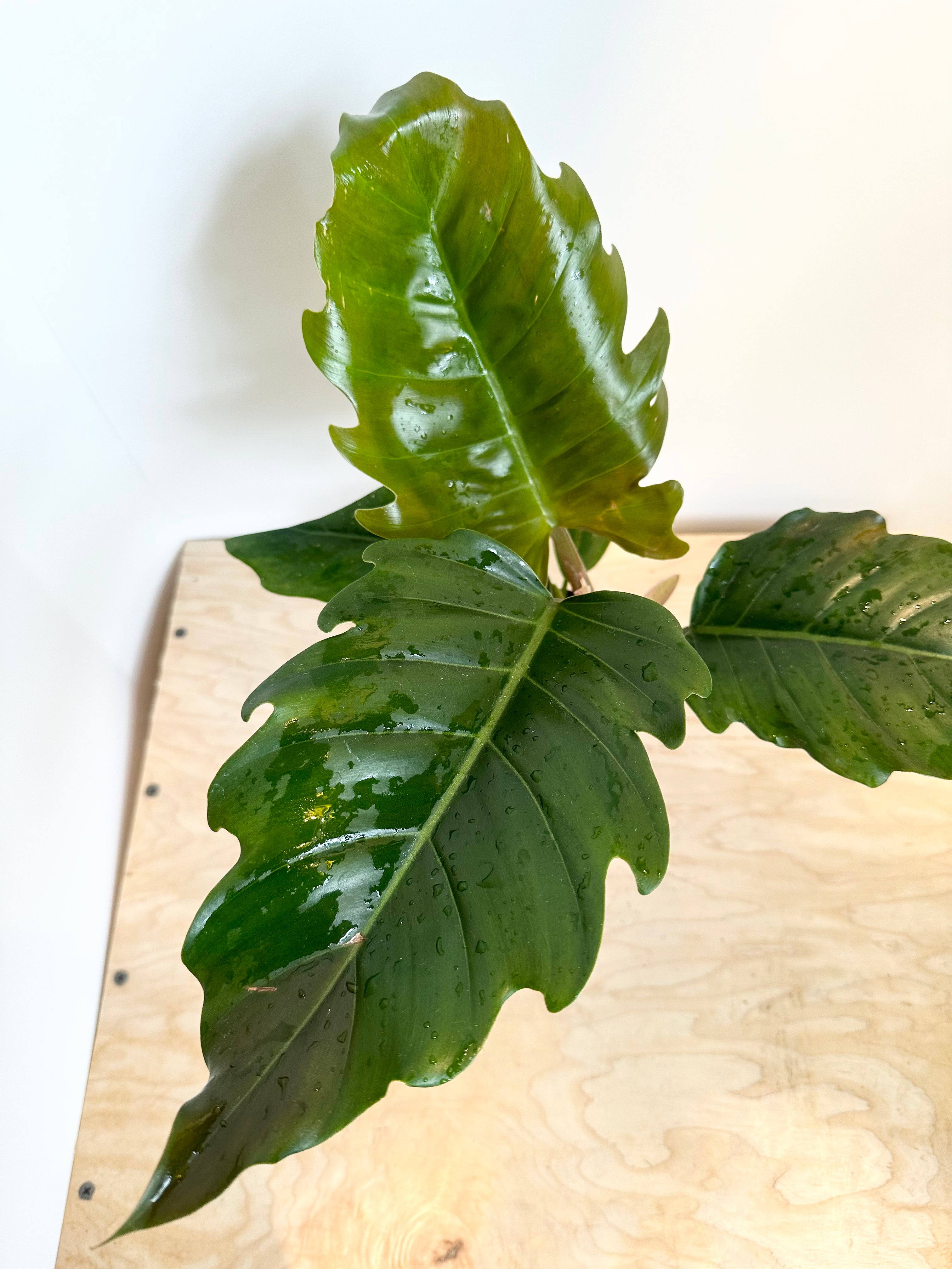 Philodendron 'Choco Empress'