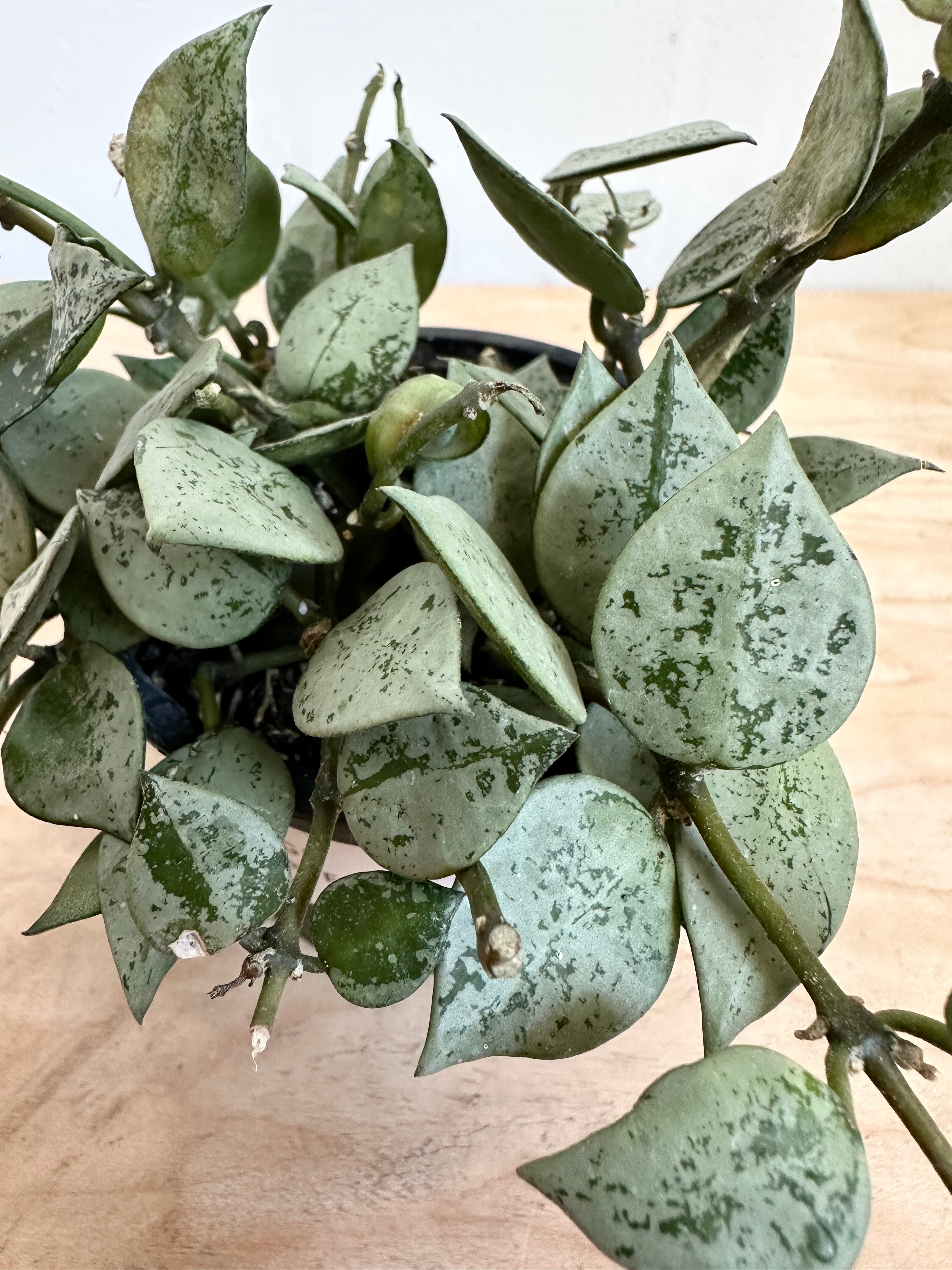 Hoya krohniana ‘Eskimo’