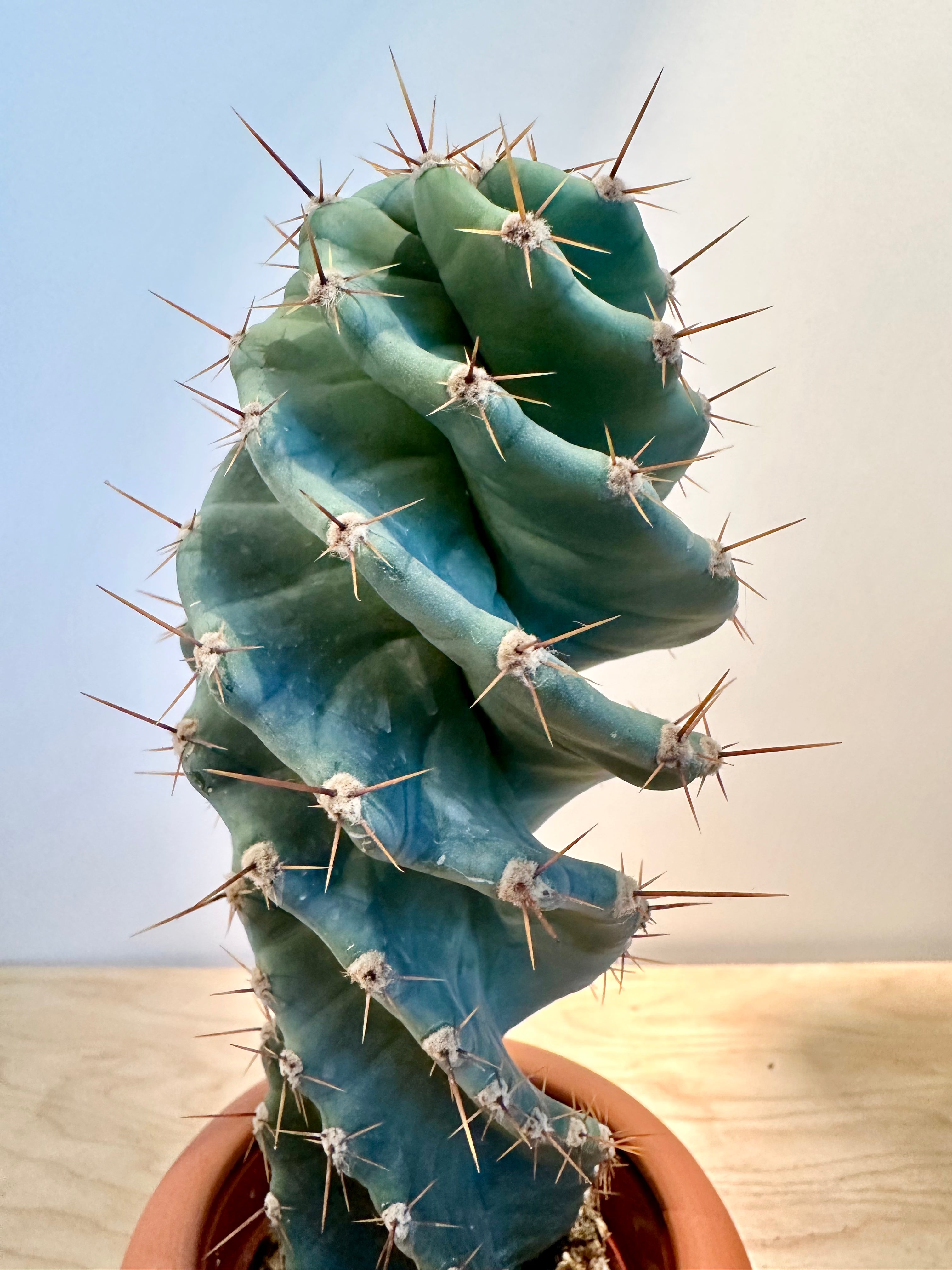 Spiral Cactus