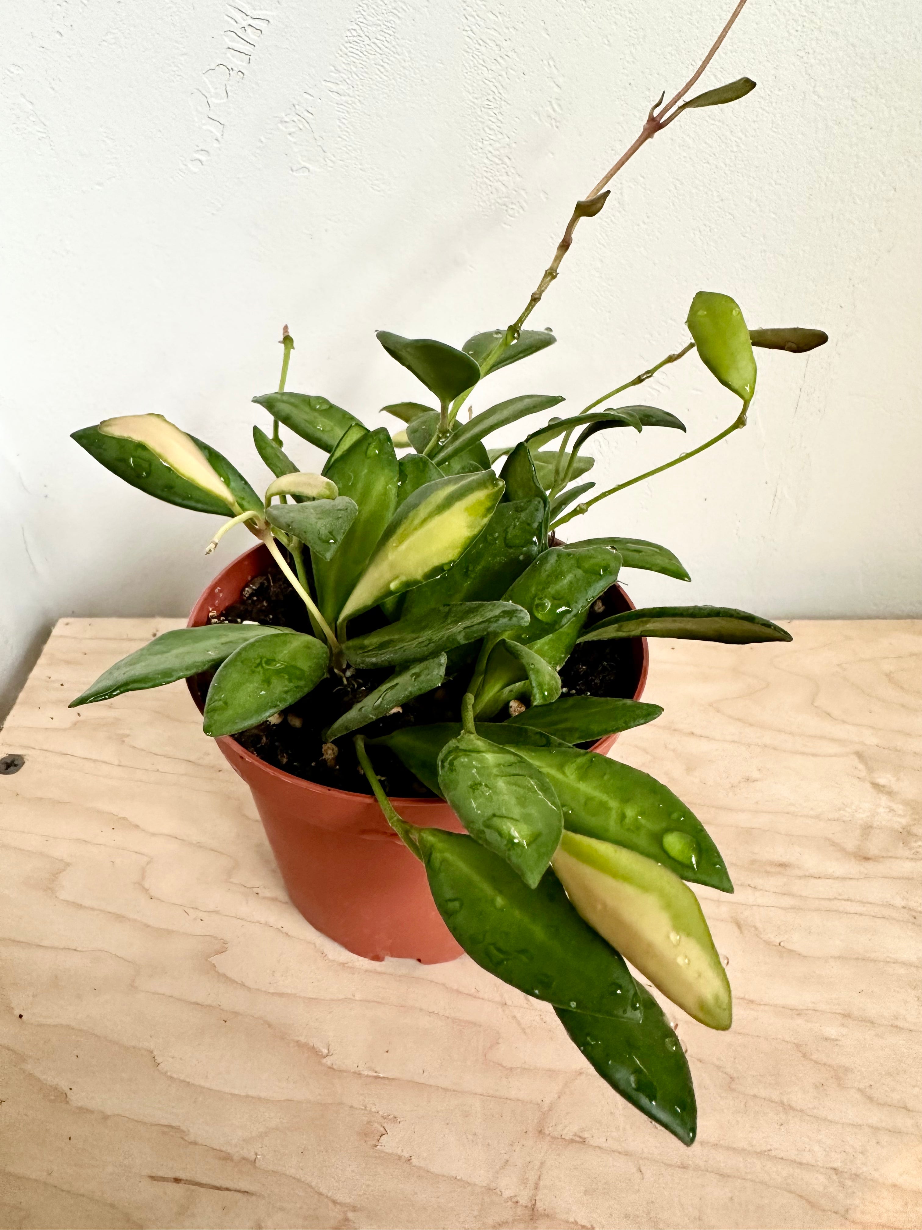 Hoya 'DS-70 Variegated'