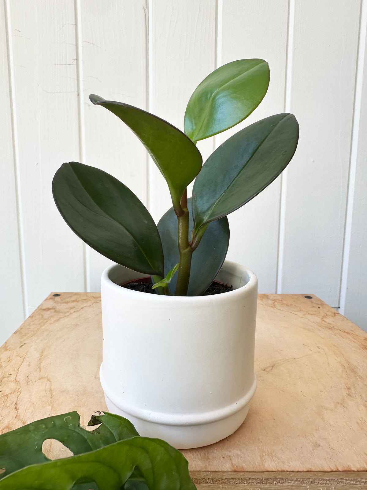 Peperomia 'Obtusifolia Red Edge'