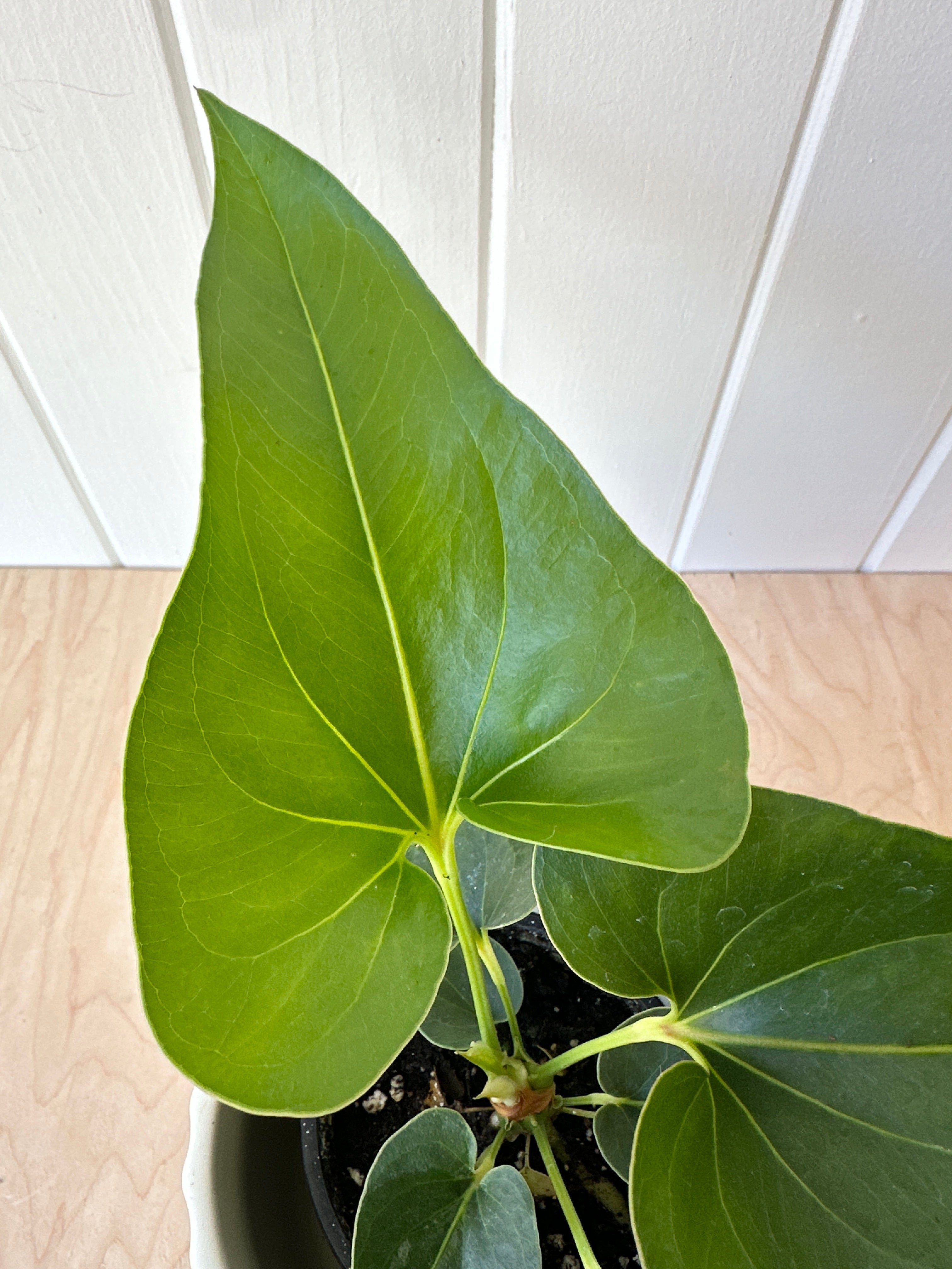 anthurium corong Anthurium Corong x Villenaorum