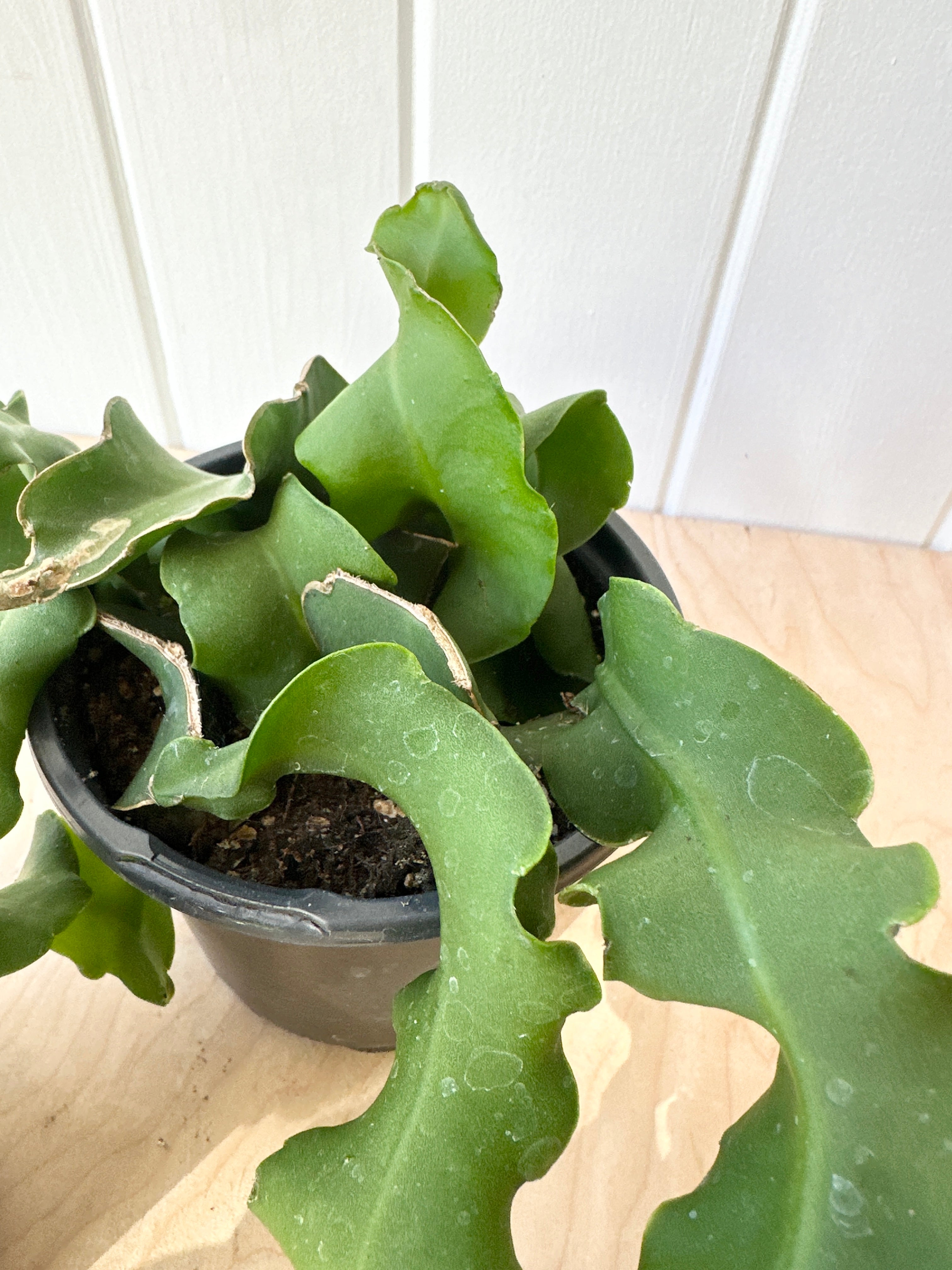 Curly Locks Orchid Cactus
