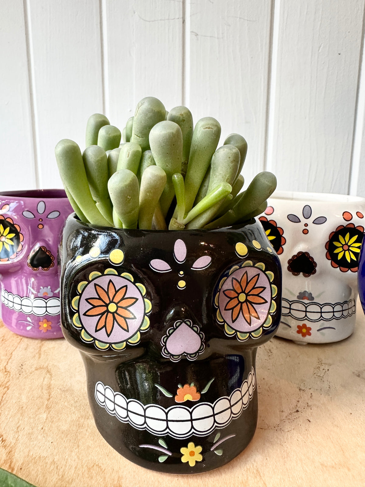 Sugar Skull Collection