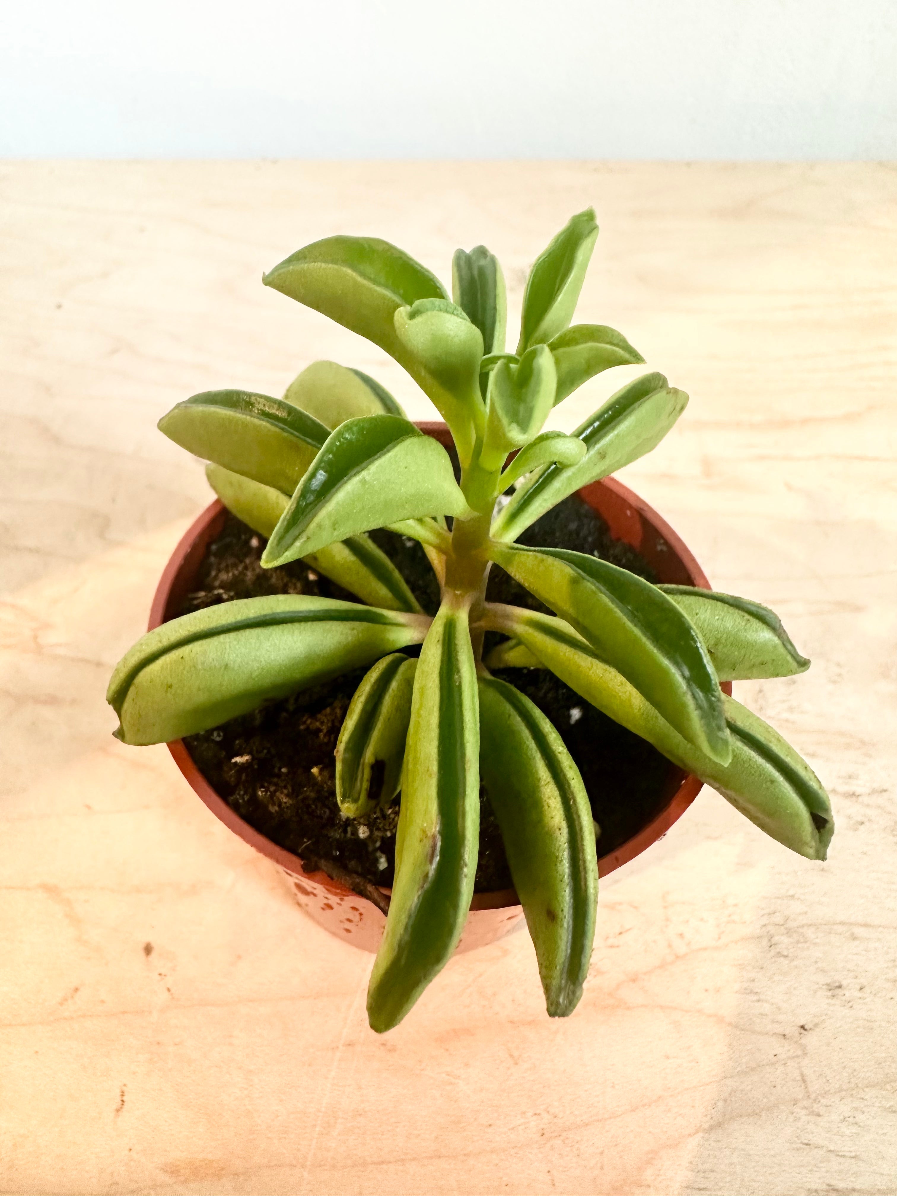 Peperomia 'Hoja de Taco'