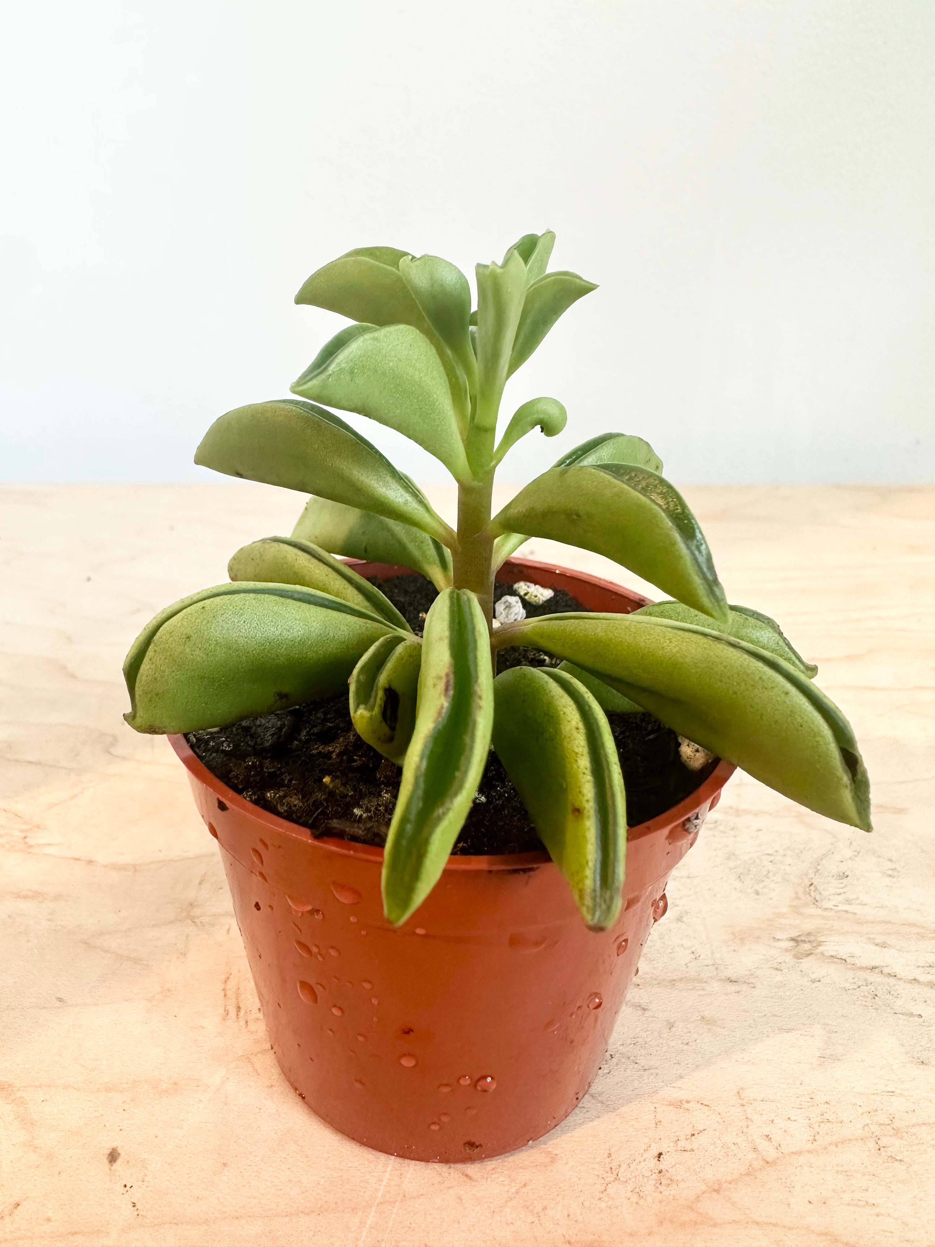 Peperomia 'Hoja de Taco'