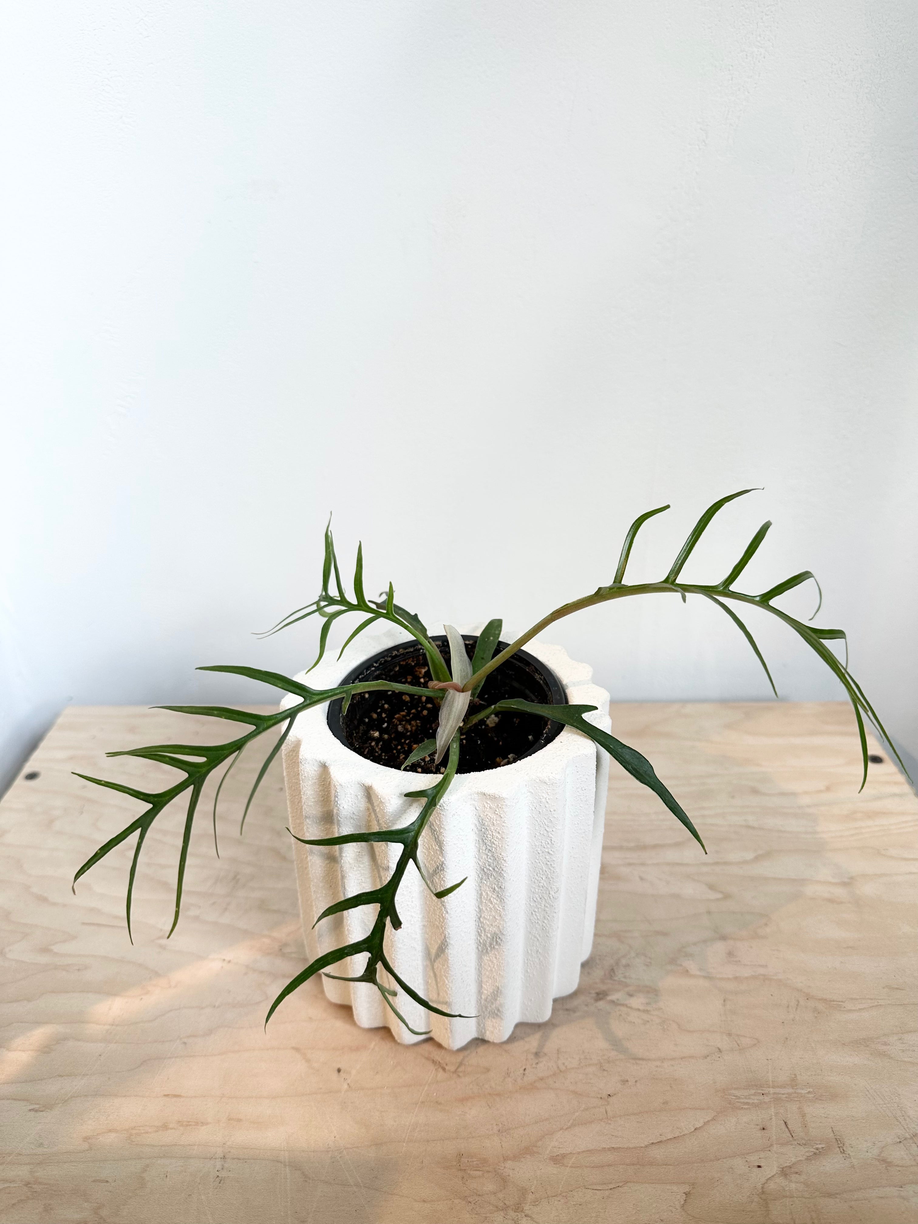 Philodendron 'Tortum'