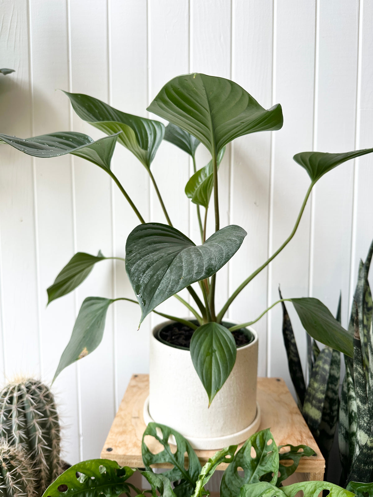 Homalomena 'Emerald Gem'