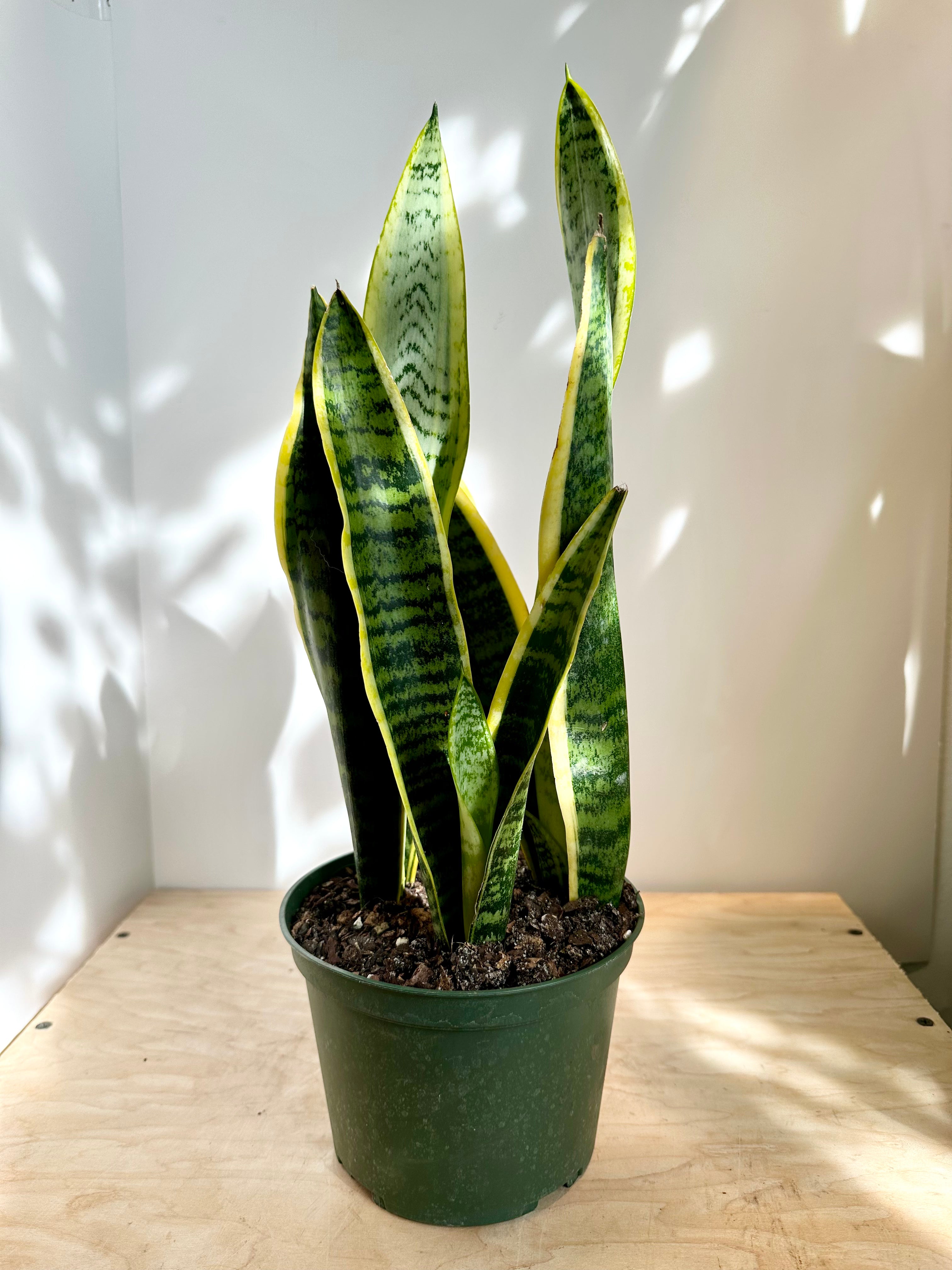 Sansevieria 'Laurentii'